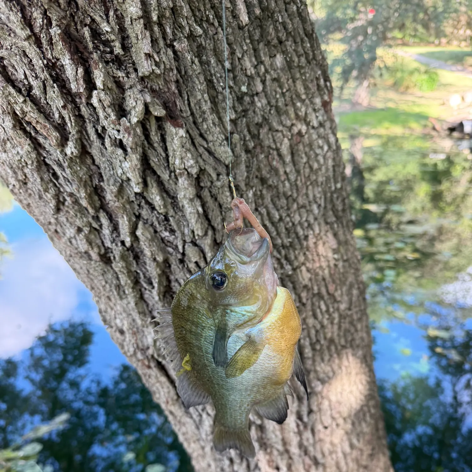 Bluegill caught on Fishbrain