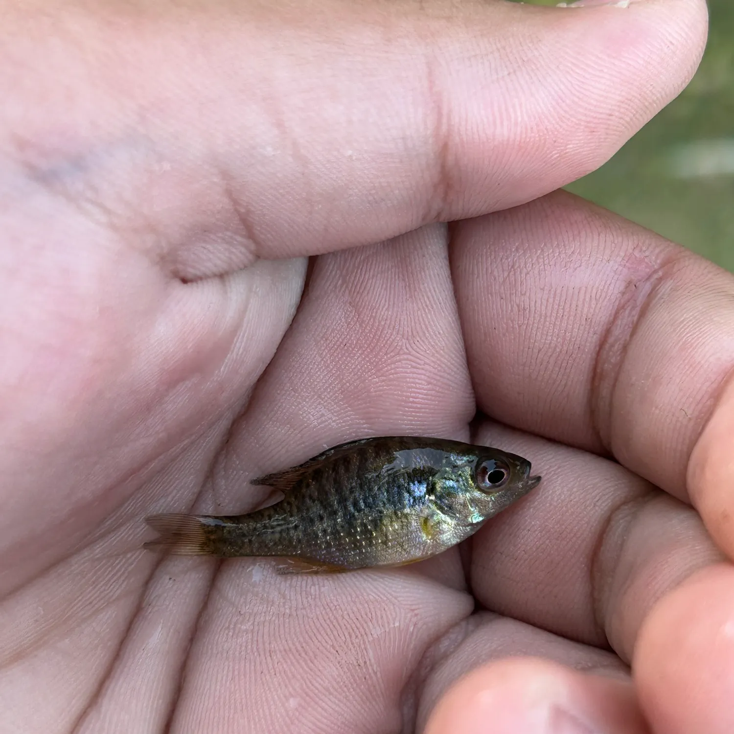 Pumpkinseed caught on Fishbrain