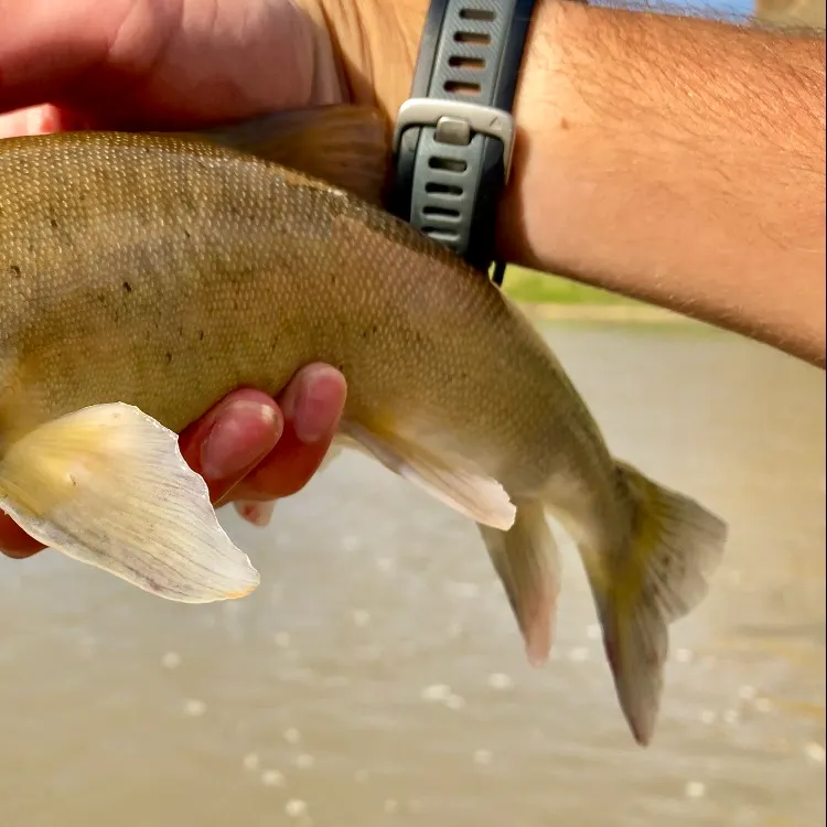 The most recent Bluehead sucker catches on Fishbrain