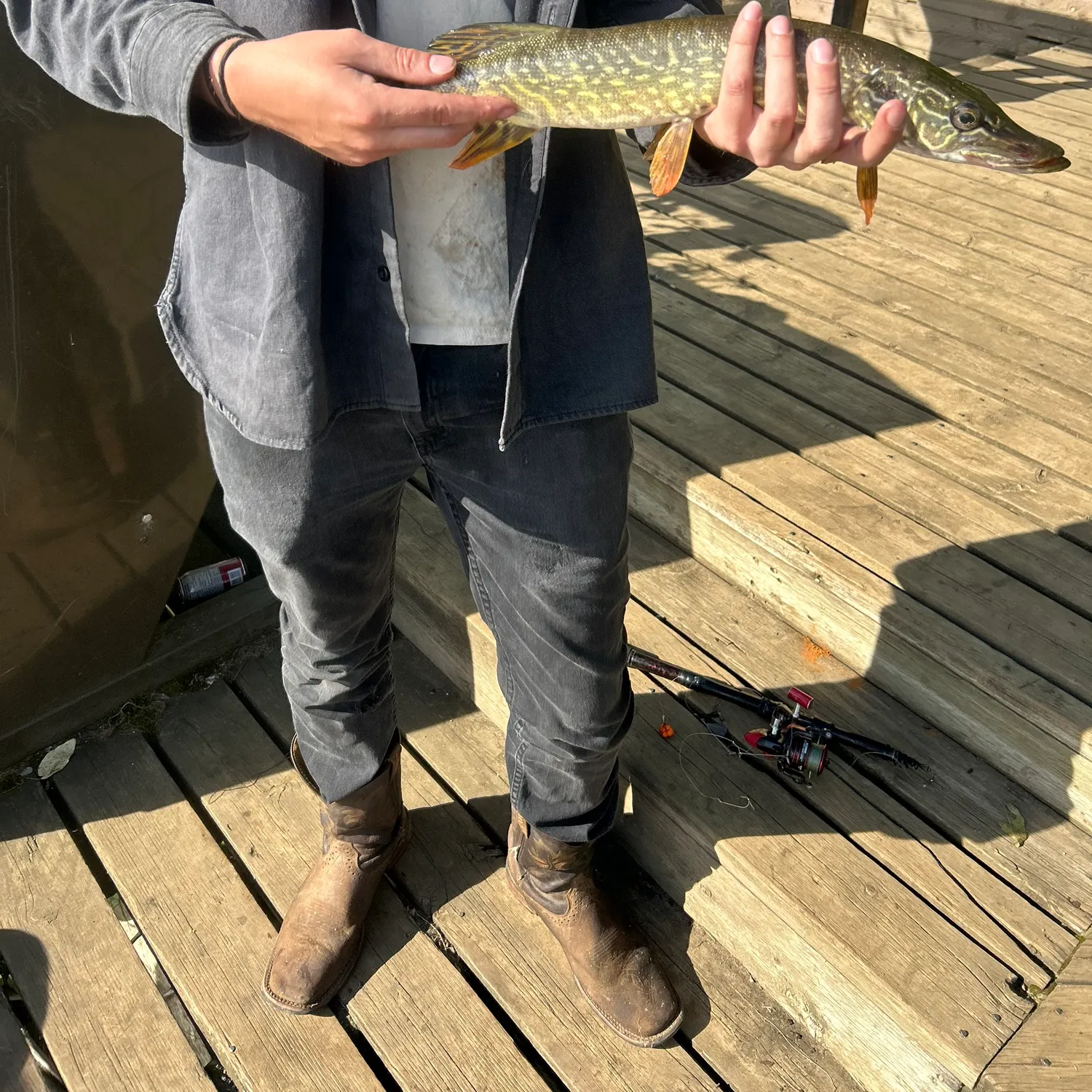 Northern pike caught on Fishbrain