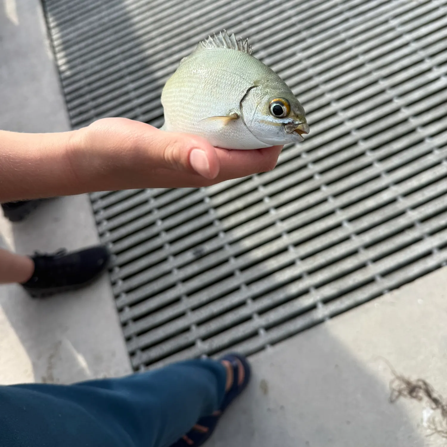 The most recent Bermuda sea chub catches on Fishbrain