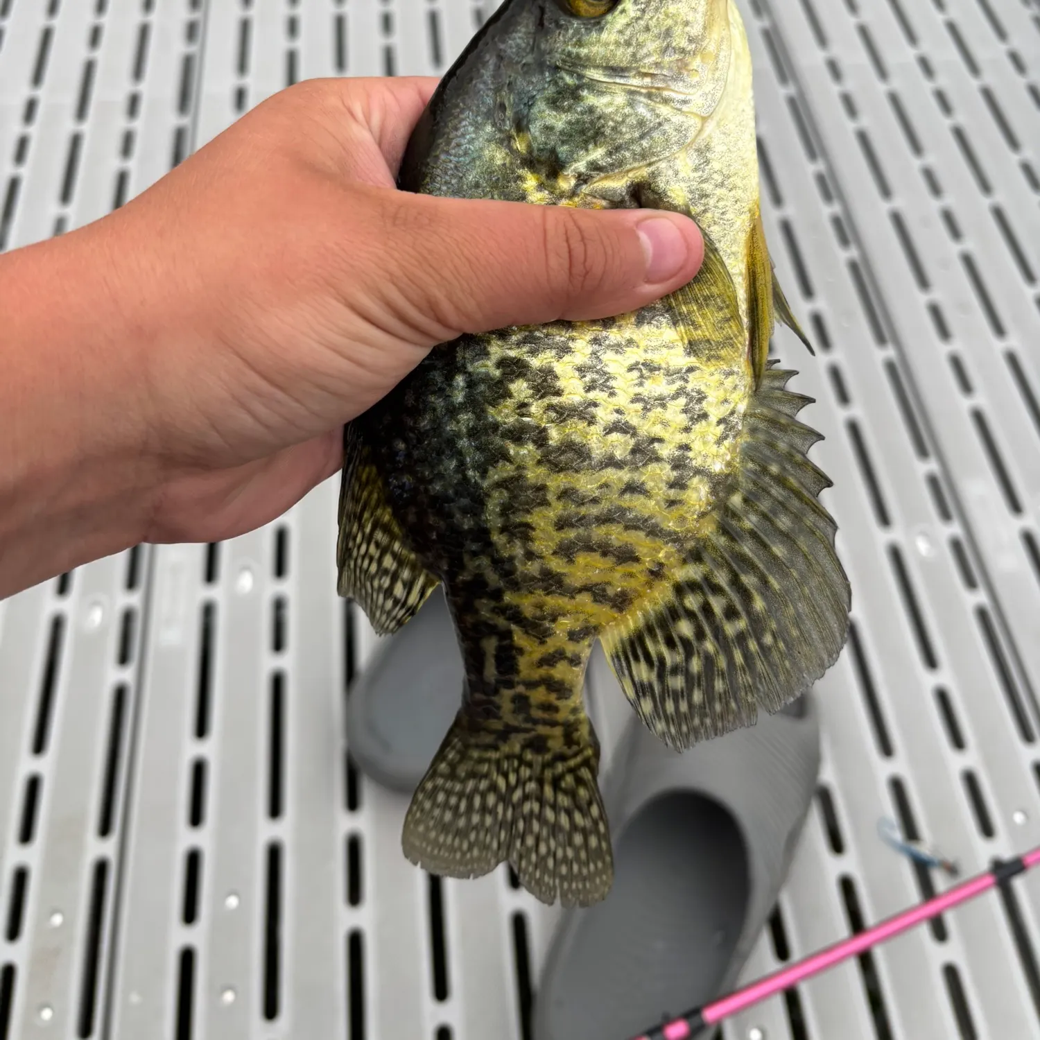 The most recent Black crappie catches on Fishbrain