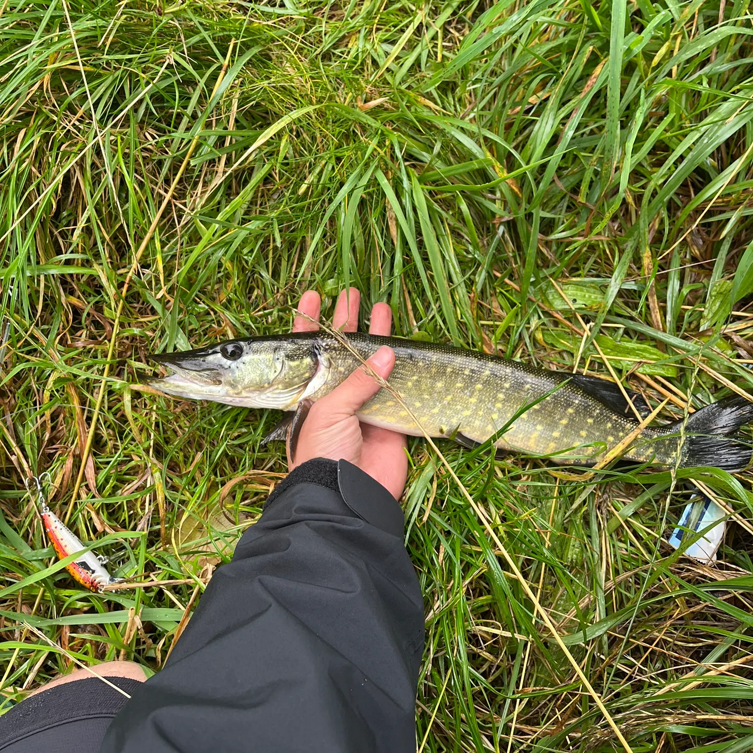 Northern pike caught on Fishbrain