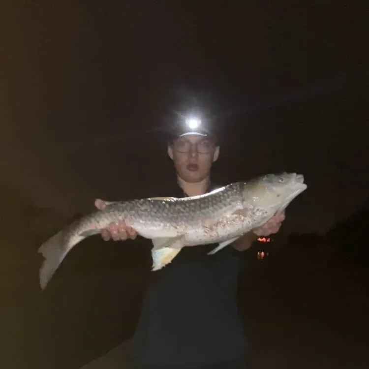 The most recent Grass carp catches on Fishbrain
