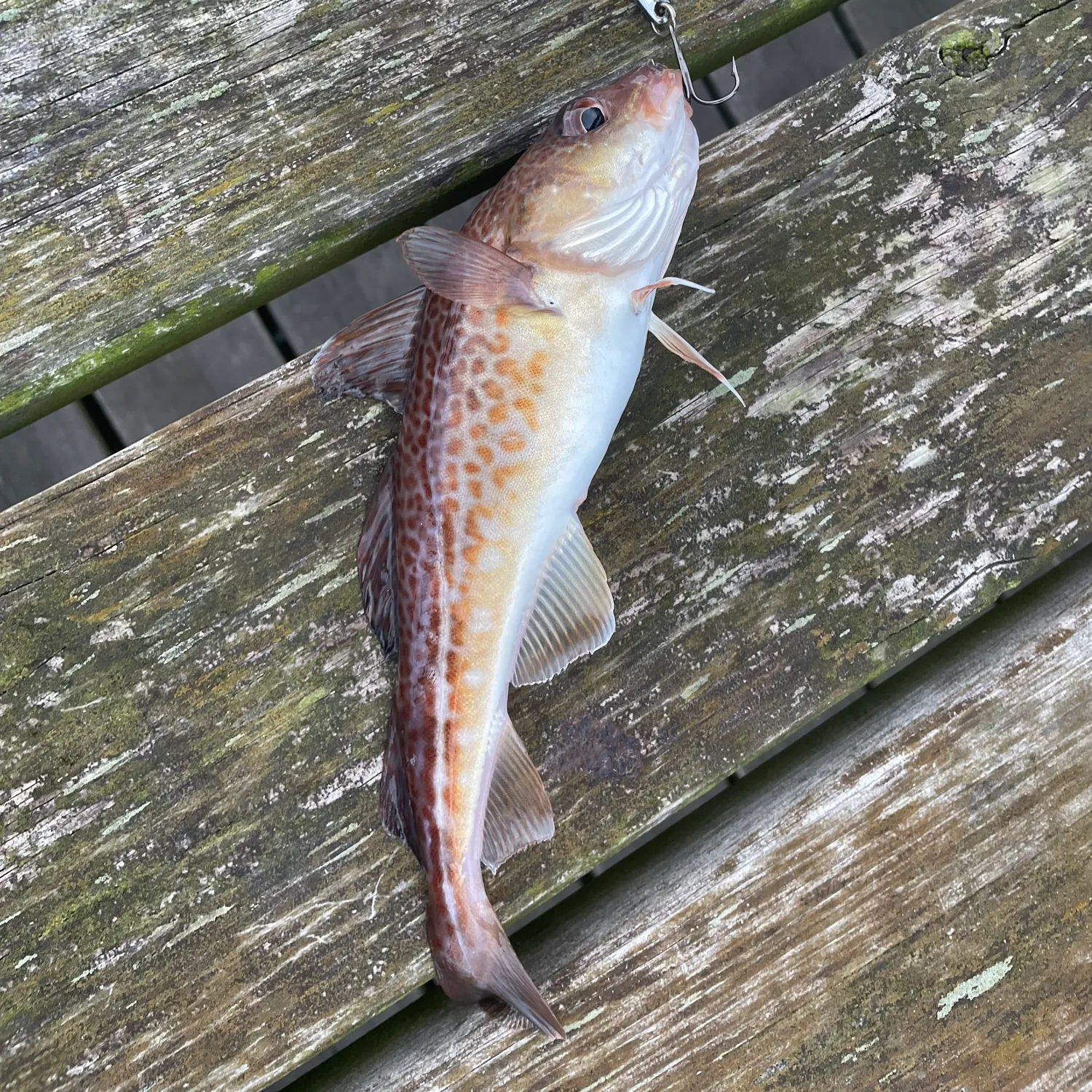 Atlantic cod caught on Fishbrain