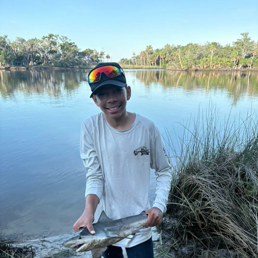 The most recent Bull shark catches on Fishbrain
