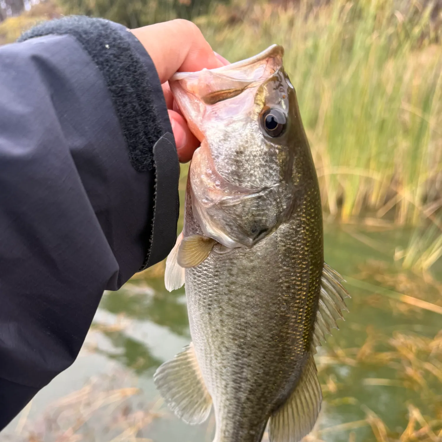 Spotted bass caught on Fishbrain