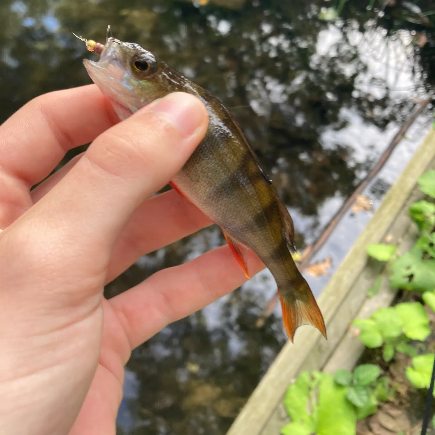 European perch caught on Fishbrain