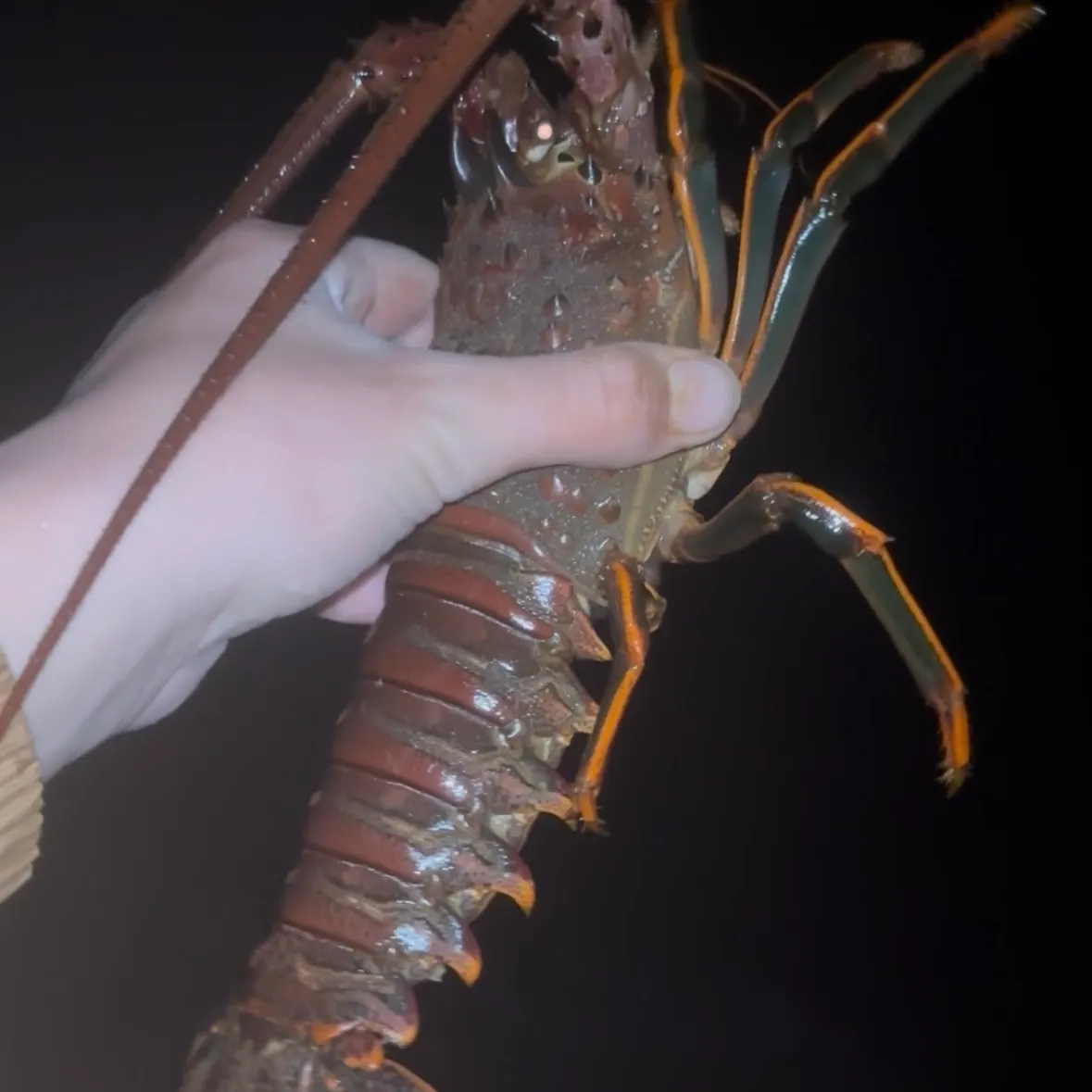 The most recent California spiny lobster catches on Fishbrain
