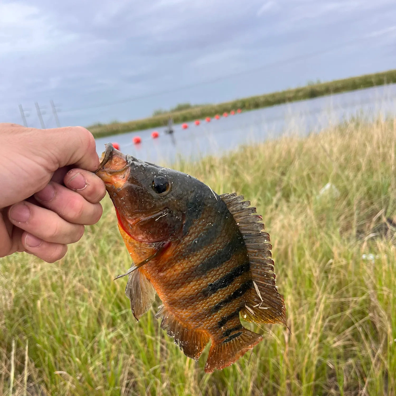 Mayan cichlid caught on Fishbrain