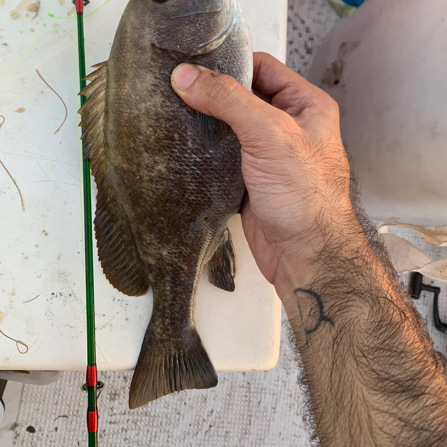 ᐅ Bandar Karzakkān fishing reports🎣• undefined fishing
