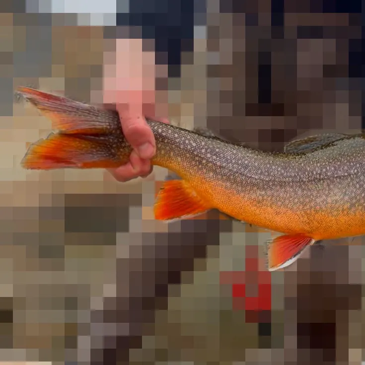 The most recent Splake catches on Fishbrain