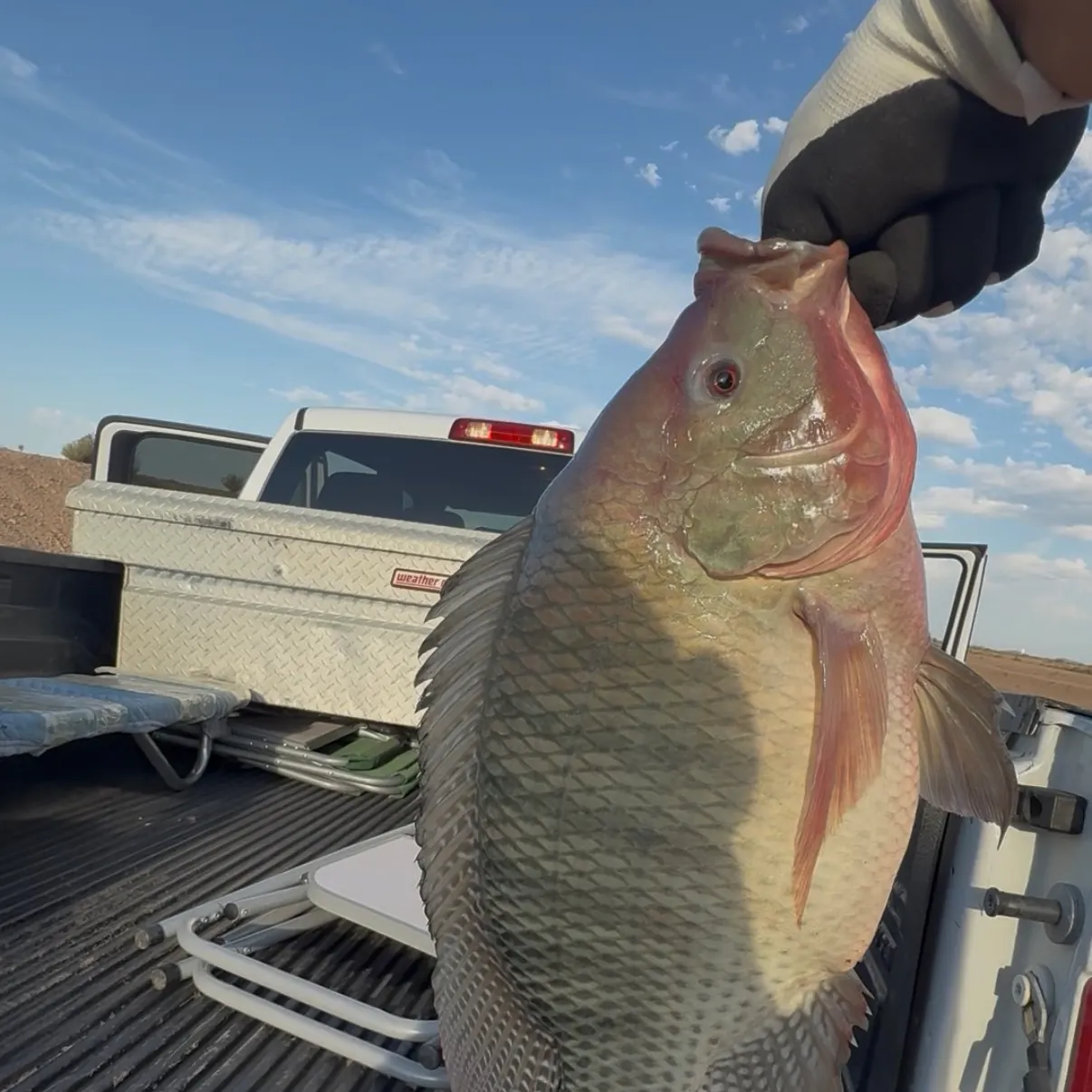 Nile tilapia caught on Fishbrain