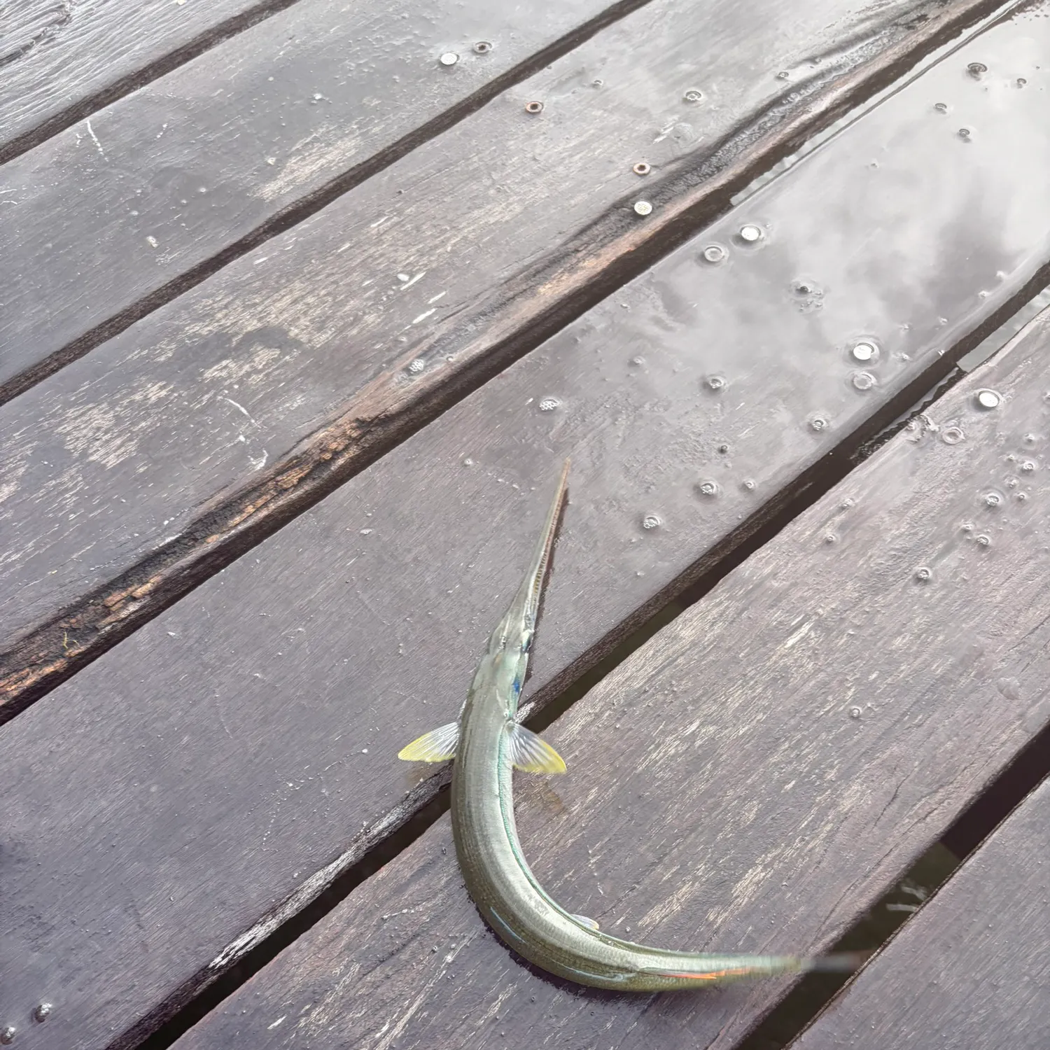Hound needlefish caught on Fishbrain