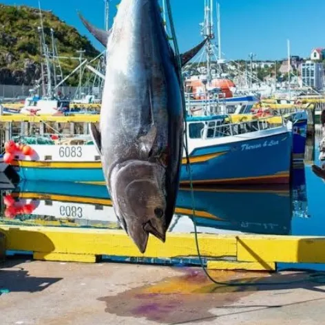 The most recent Atlantic bluefin tuna catches on Fishbrain