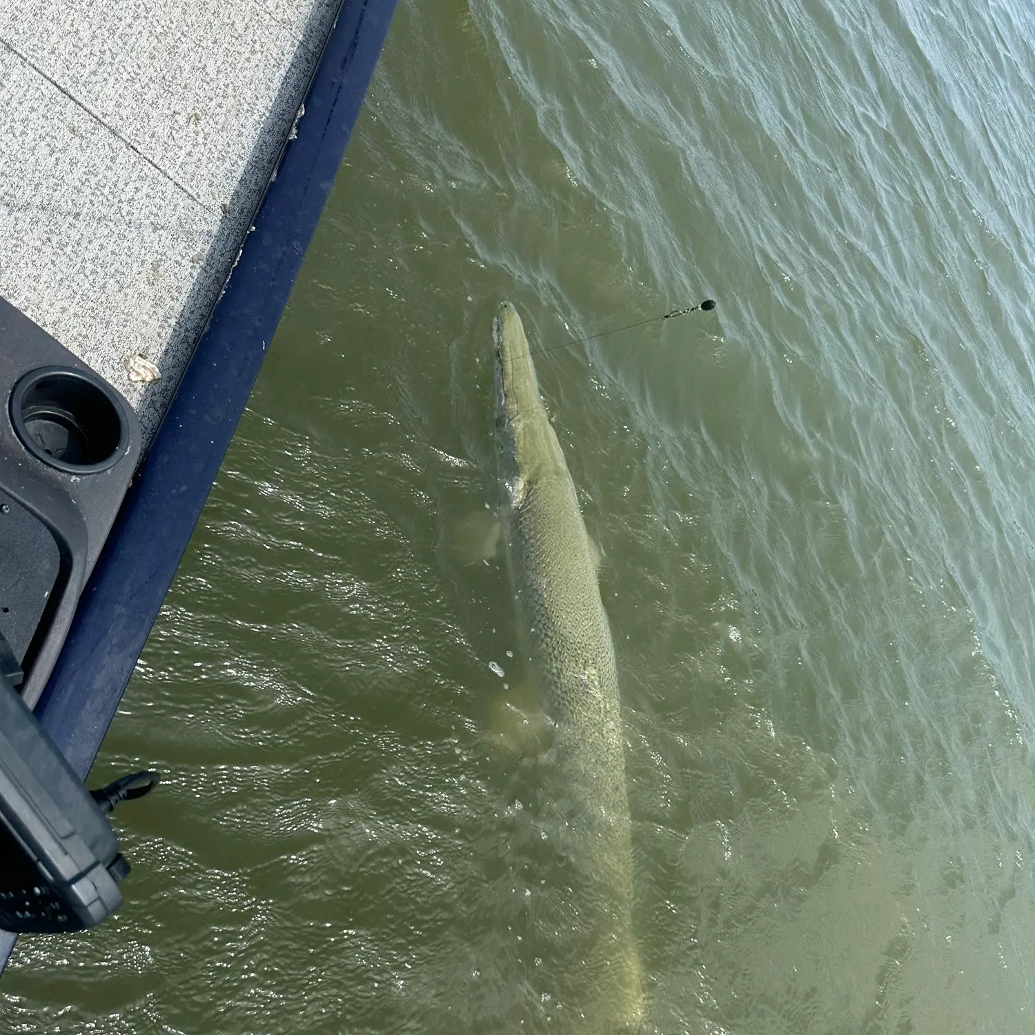 Alligator gar caught on Fishbrain
