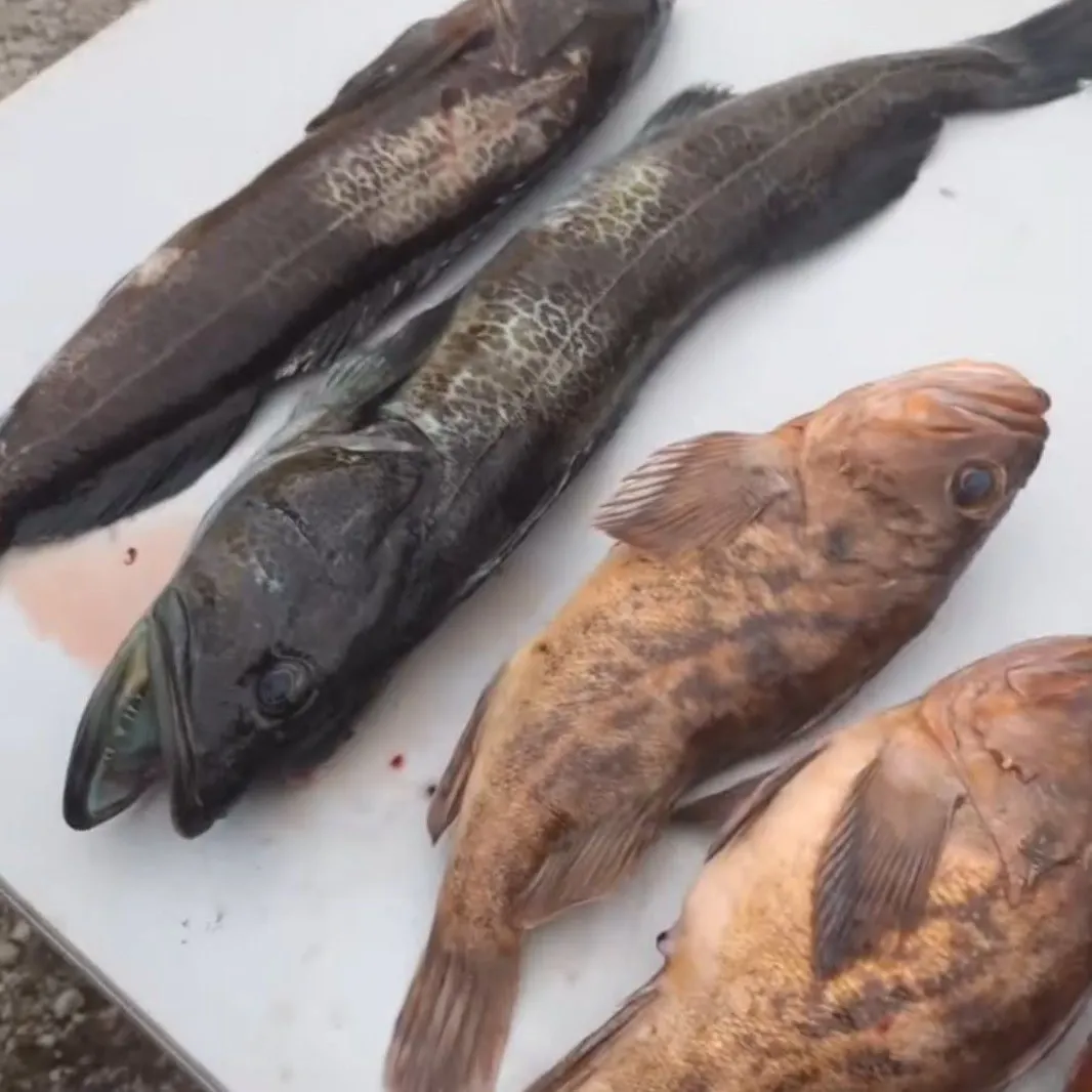 The most recent Lingcod catches on Fishbrain