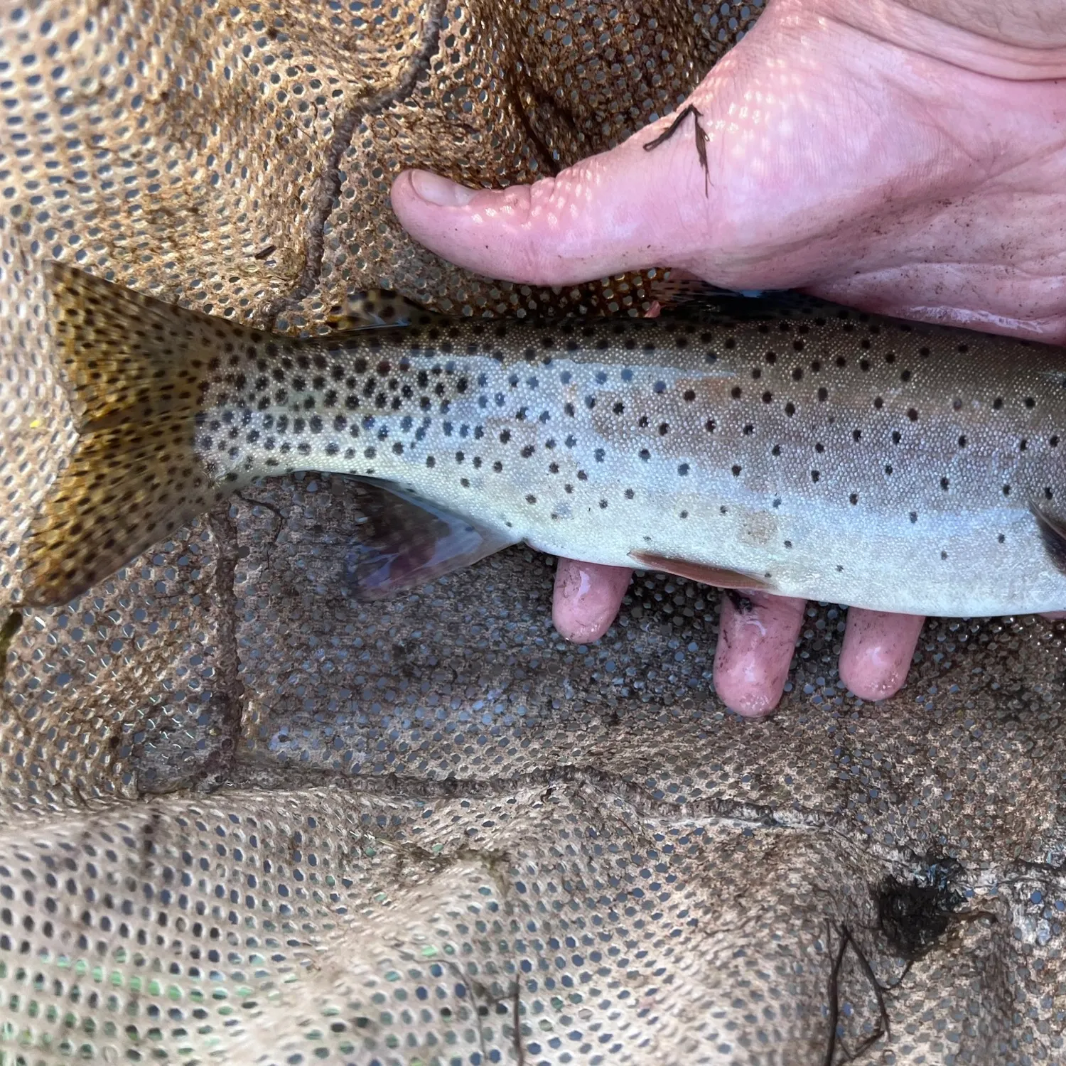 Bear River cutthroat trout caught on Fishbrain
