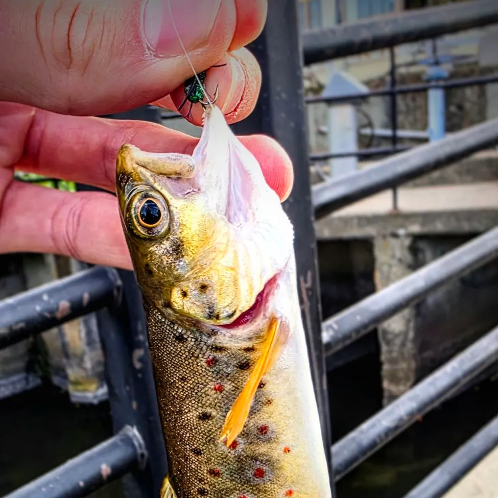 Brown trout caught on Fishbrain