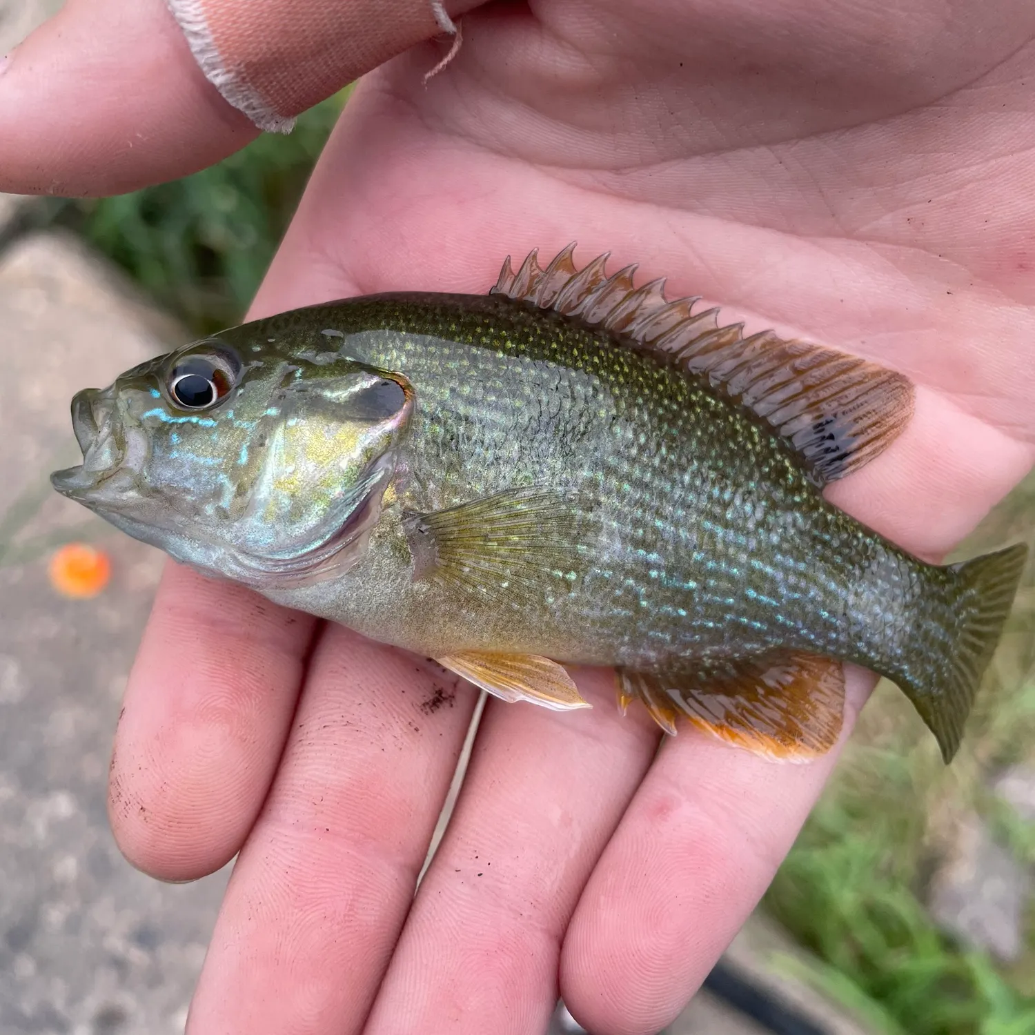 Green sunfish caught on Fishbrain