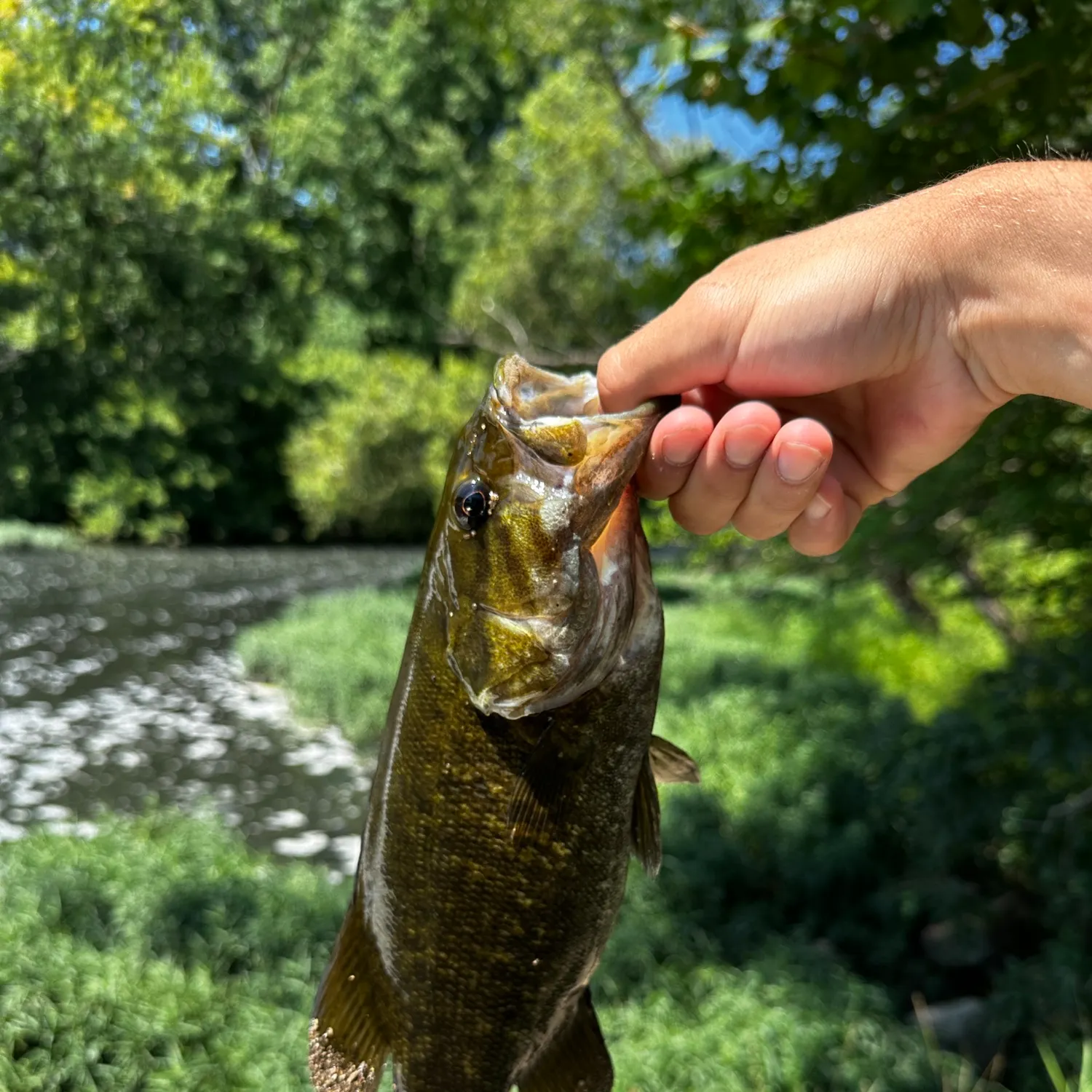 Smallmouth bass caught on Fishbrain