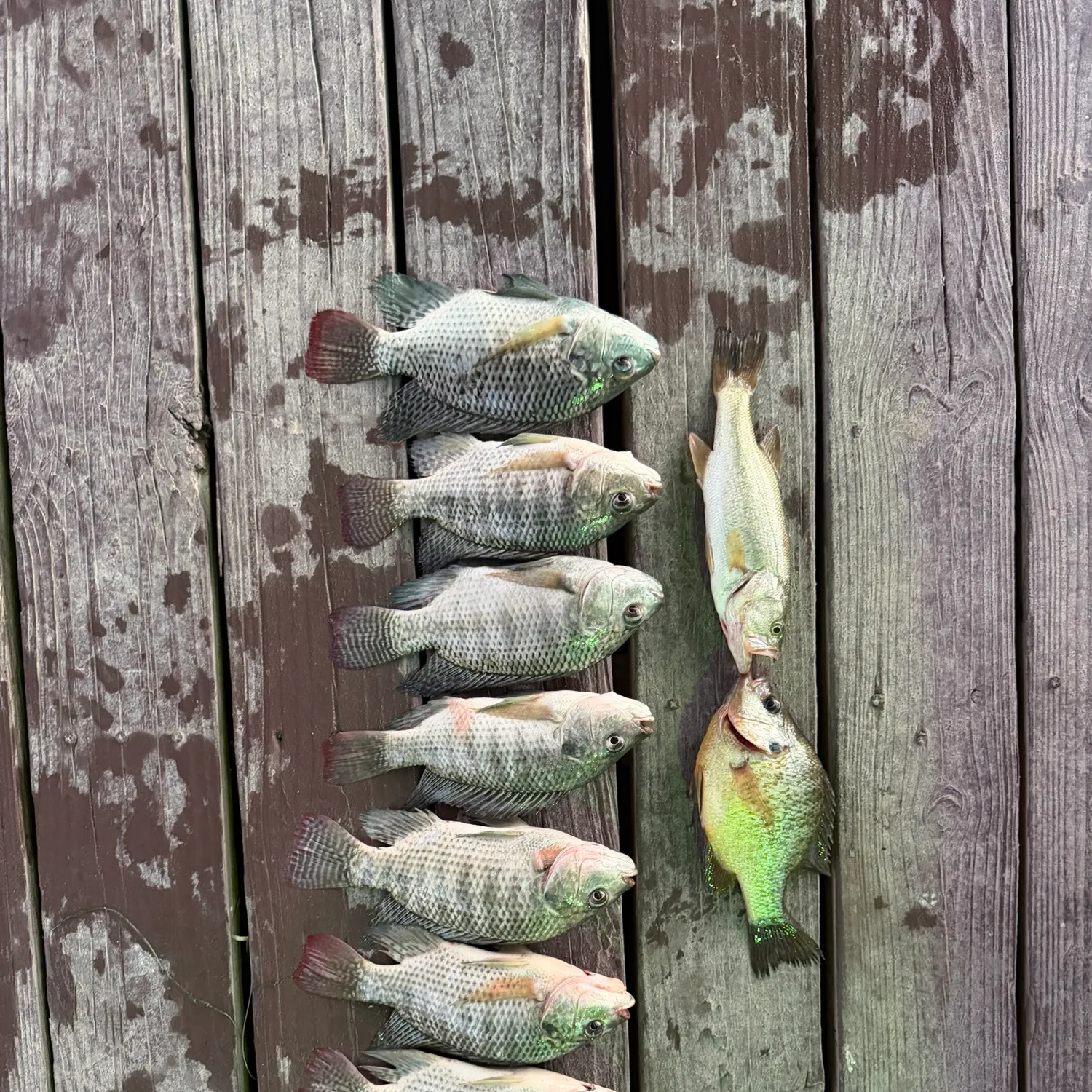 recently logged catches