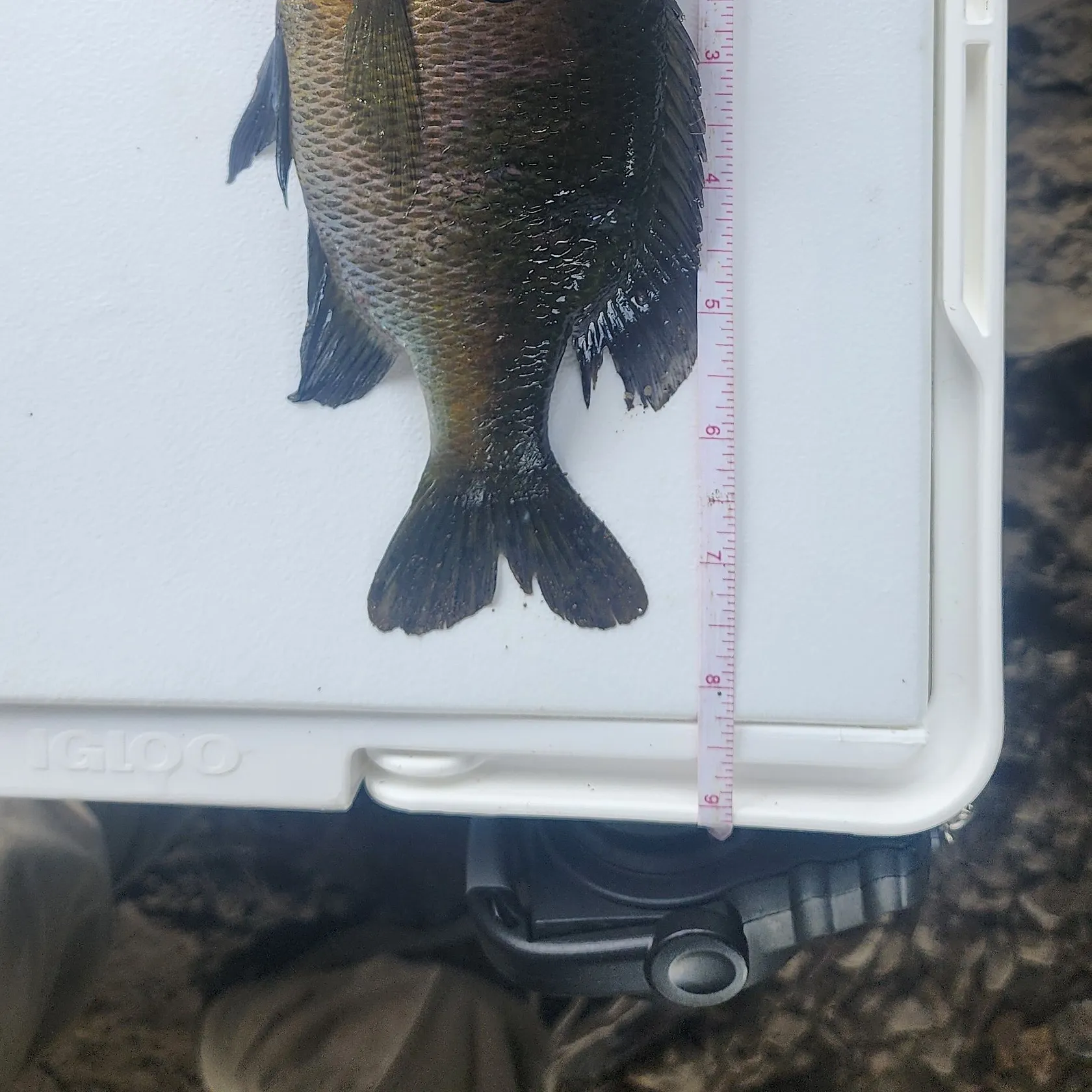 Bluegill caught on Fishbrain