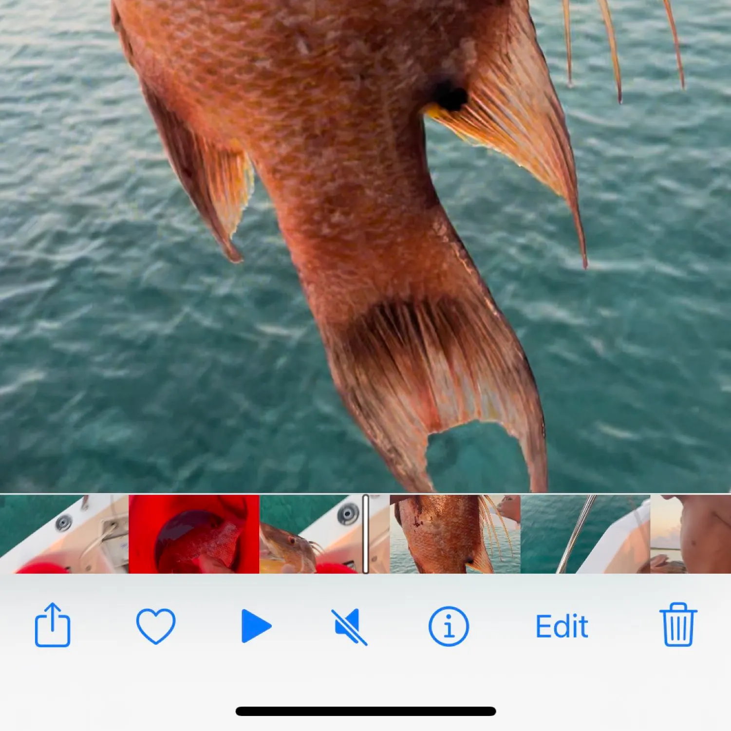 recently logged catches