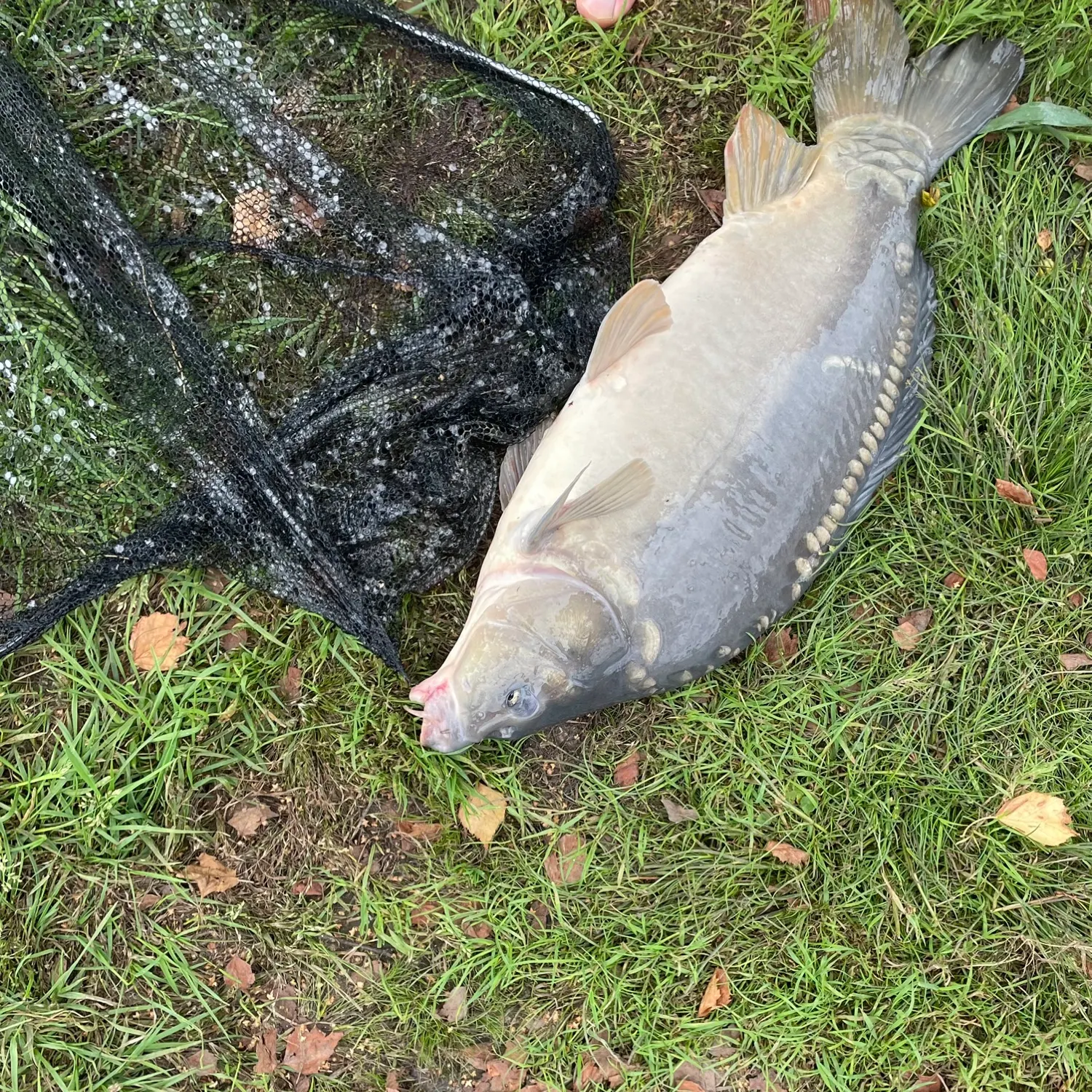 Mirror carp caught on Fishbrain