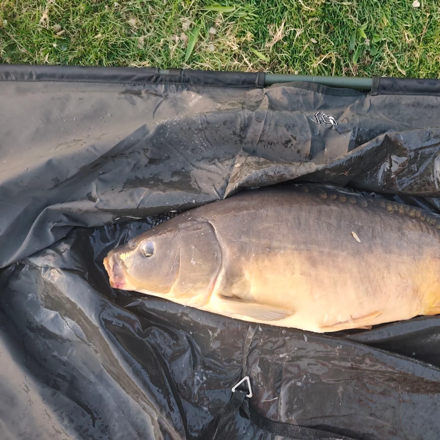 Leather carp caught on Fishbrain