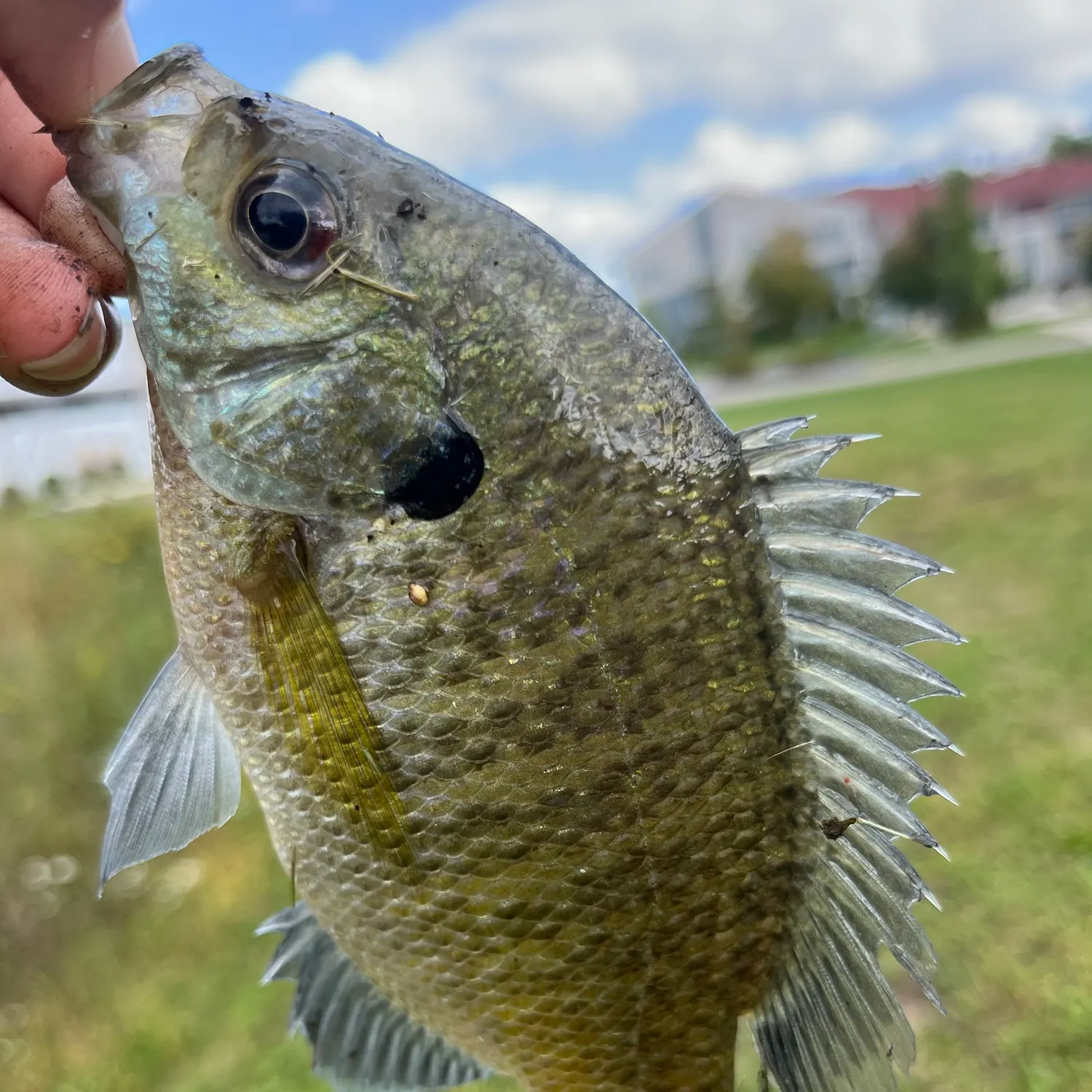 Bluegill caught on Fishbrain