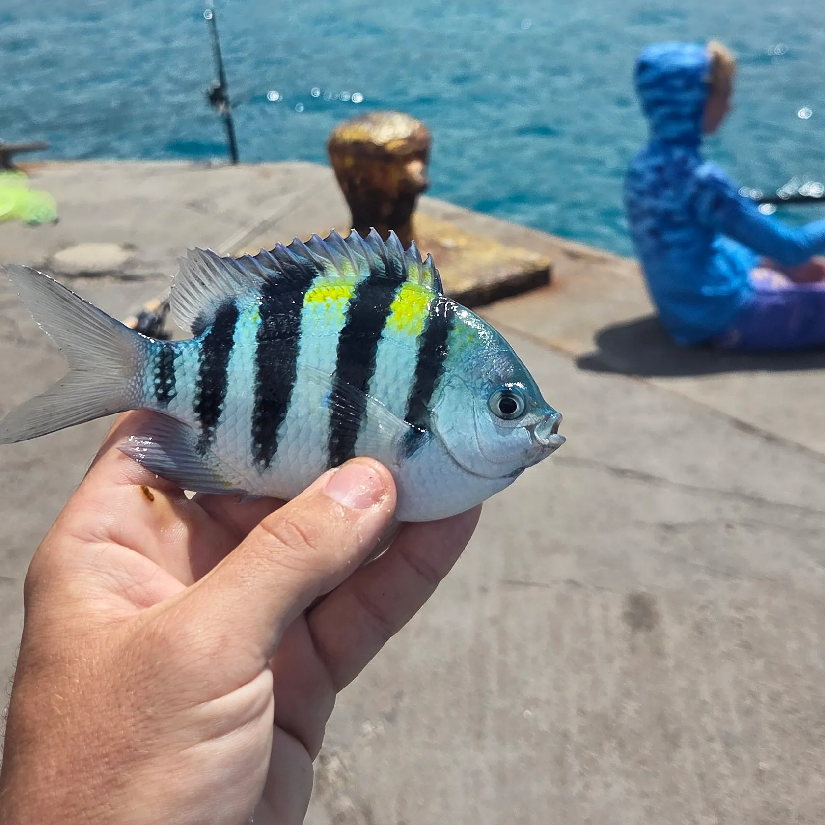 The most recent Indo-Pacific sergeant catches on Fishbrain