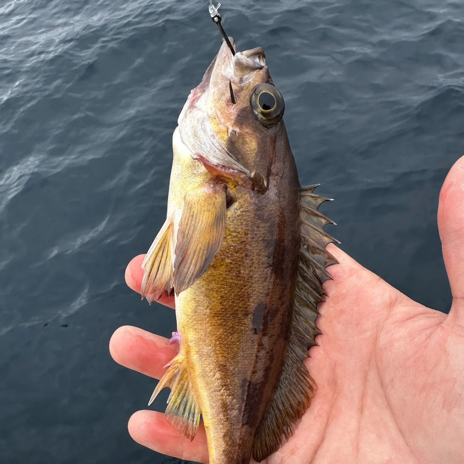 The most recent Squarespot rockfish catches on Fishbrain