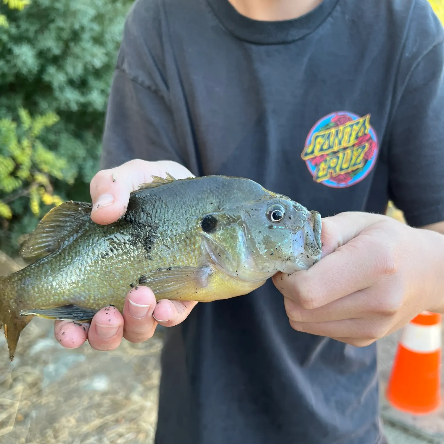 Green sunfish caught on Fishbrain