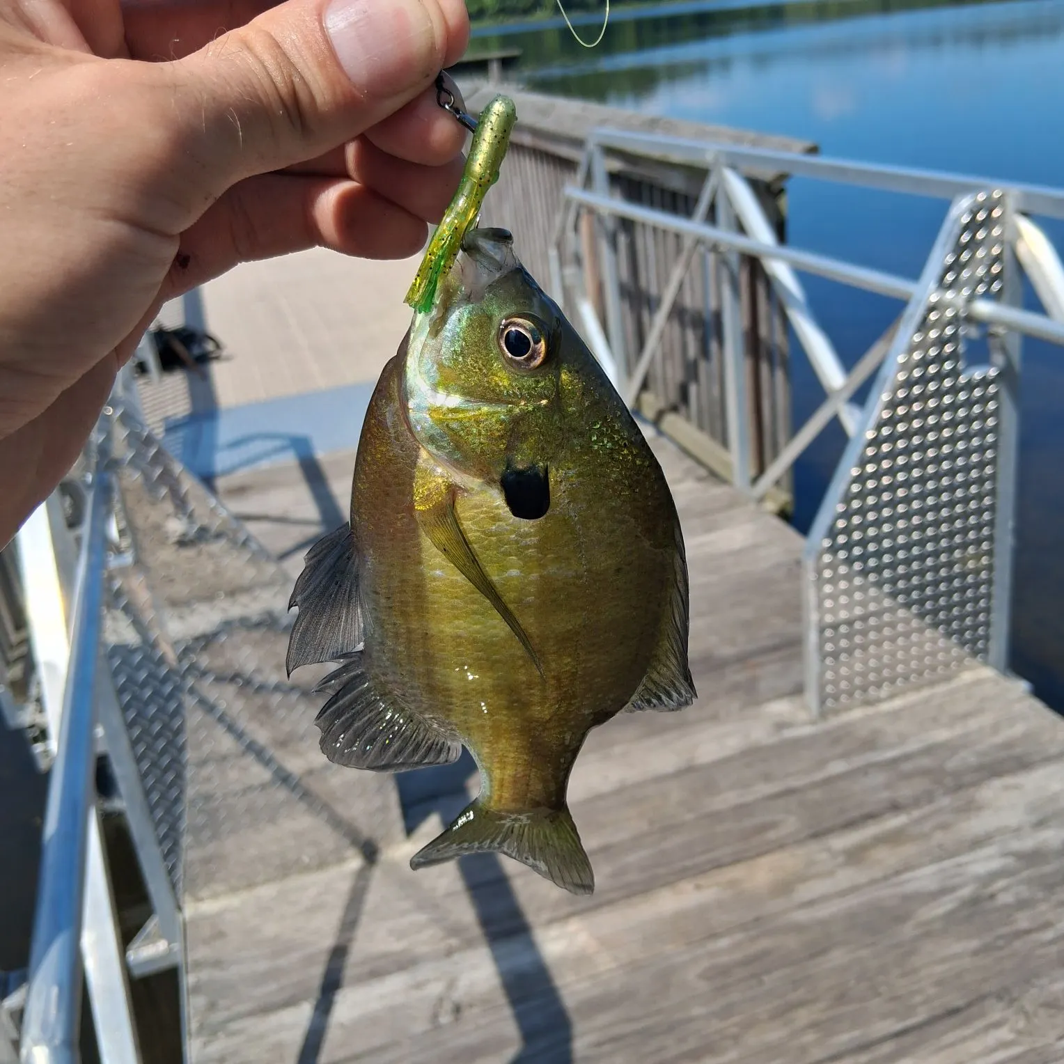 Bluegill caught on Fishbrain