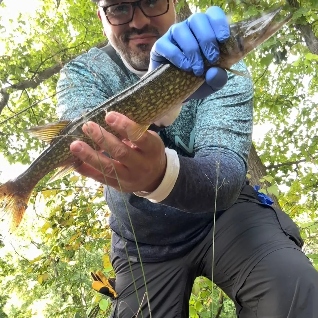 Chain pickerel caught on Fishbrain