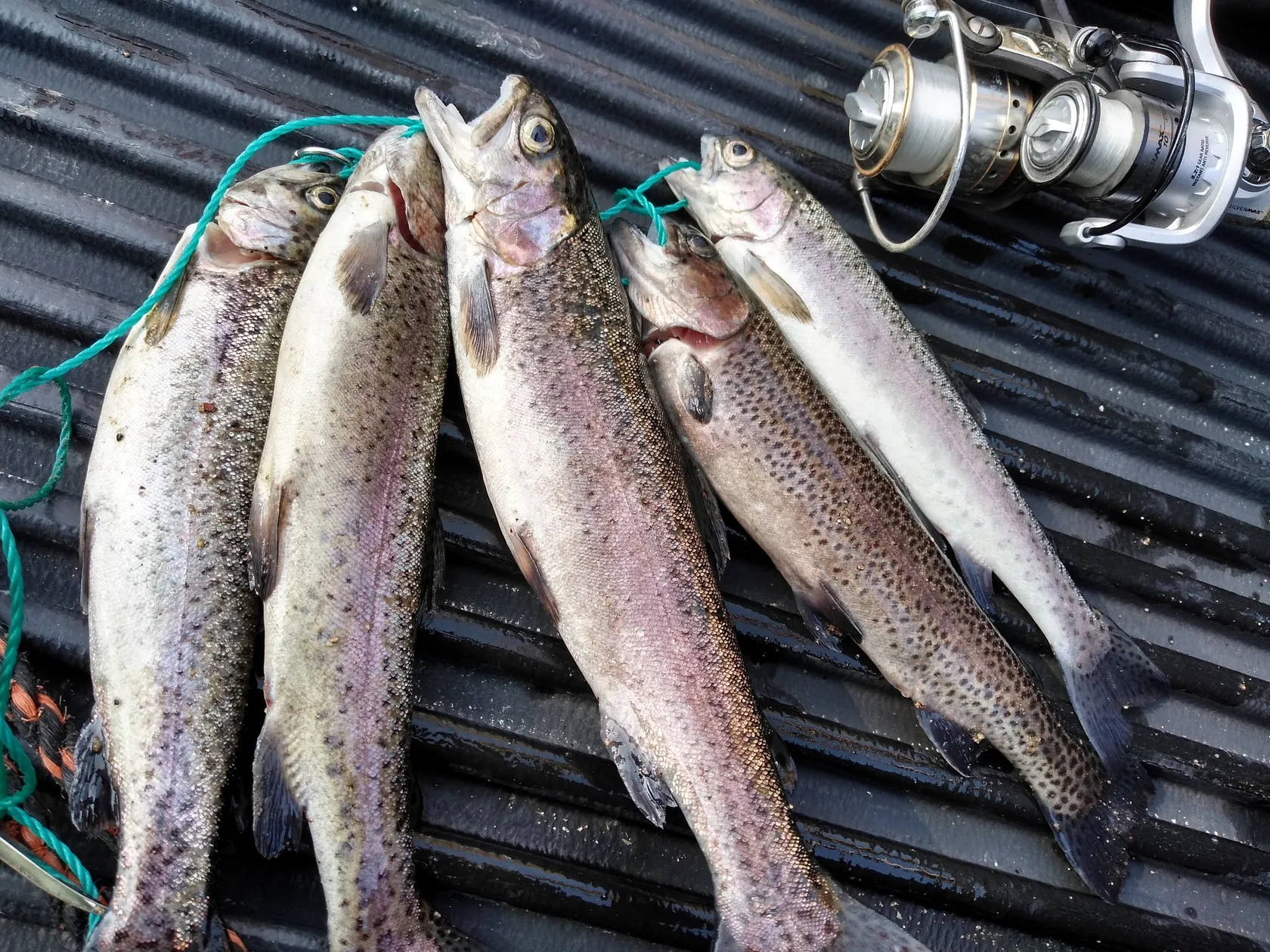 Post image from fishmaniak5370