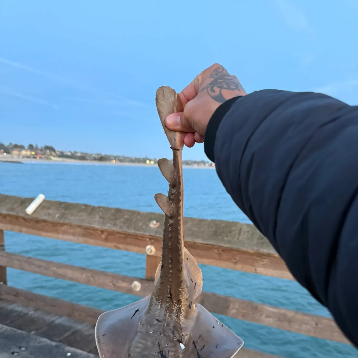 The most recent Starry ray catches on Fishbrain