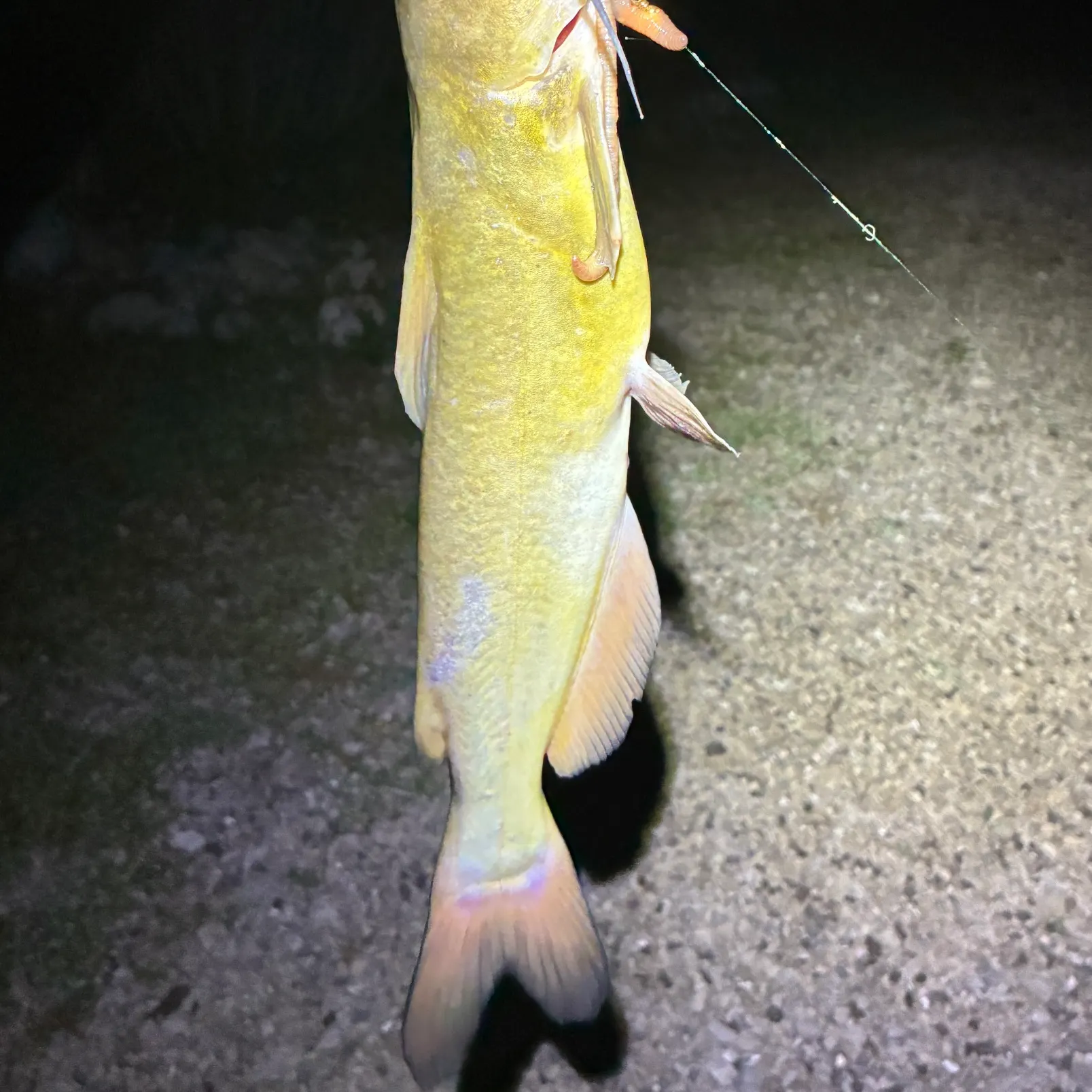 The most recent Channel catfish catches on Fishbrain