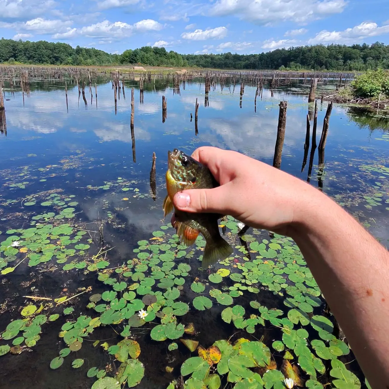 Pumpkinseed caught on Fishbrain