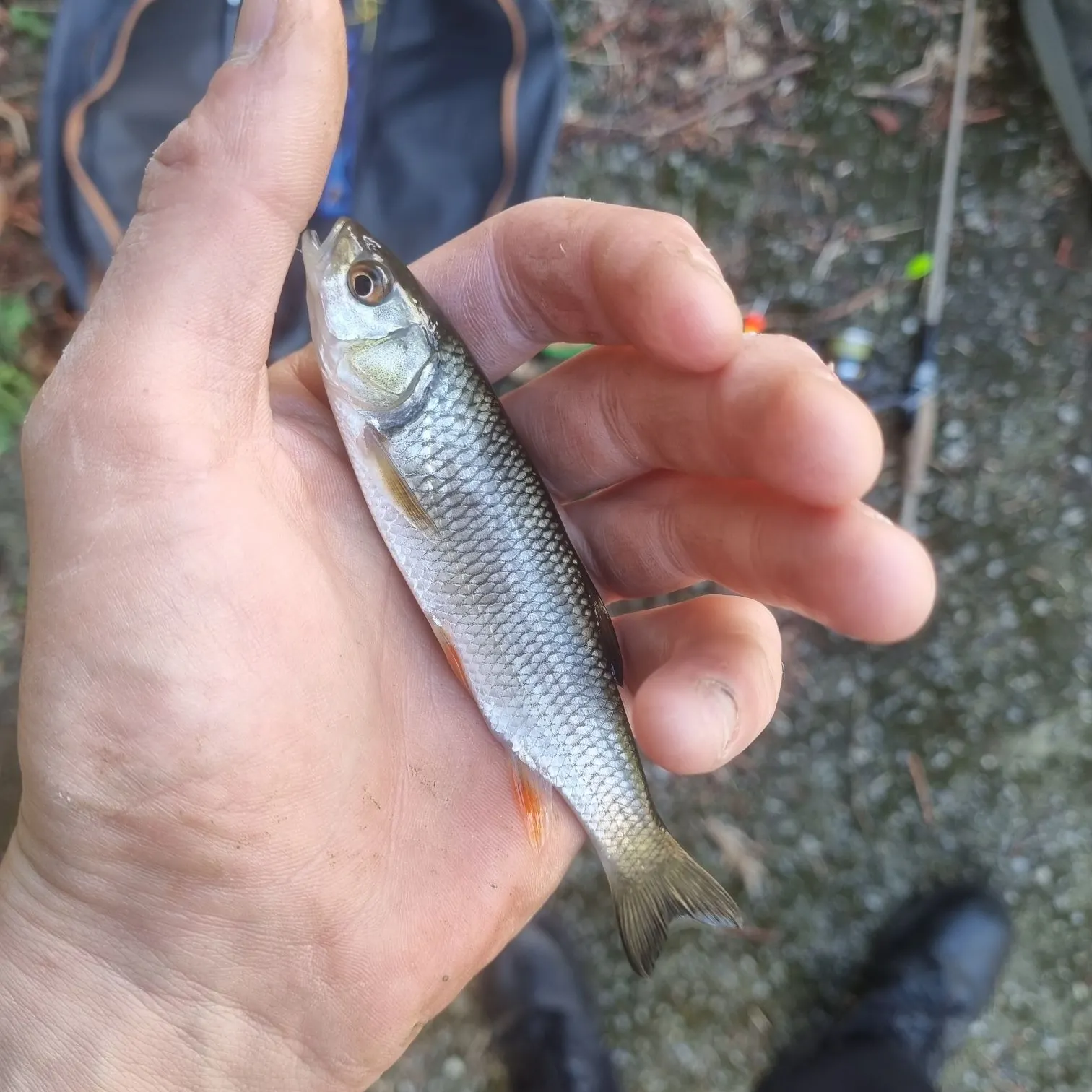 European chub caught on Fishbrain