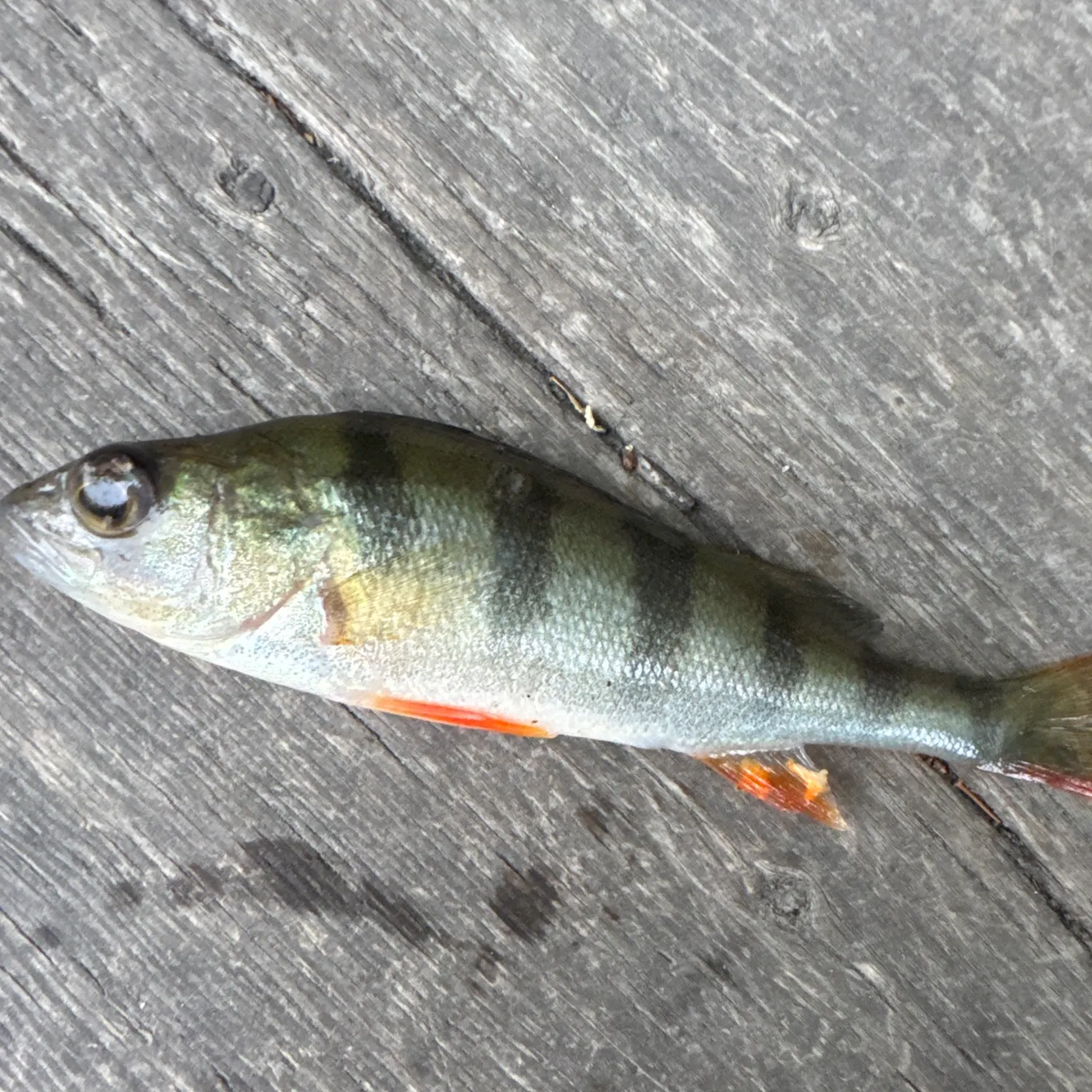 Fish caught on Fishbrain