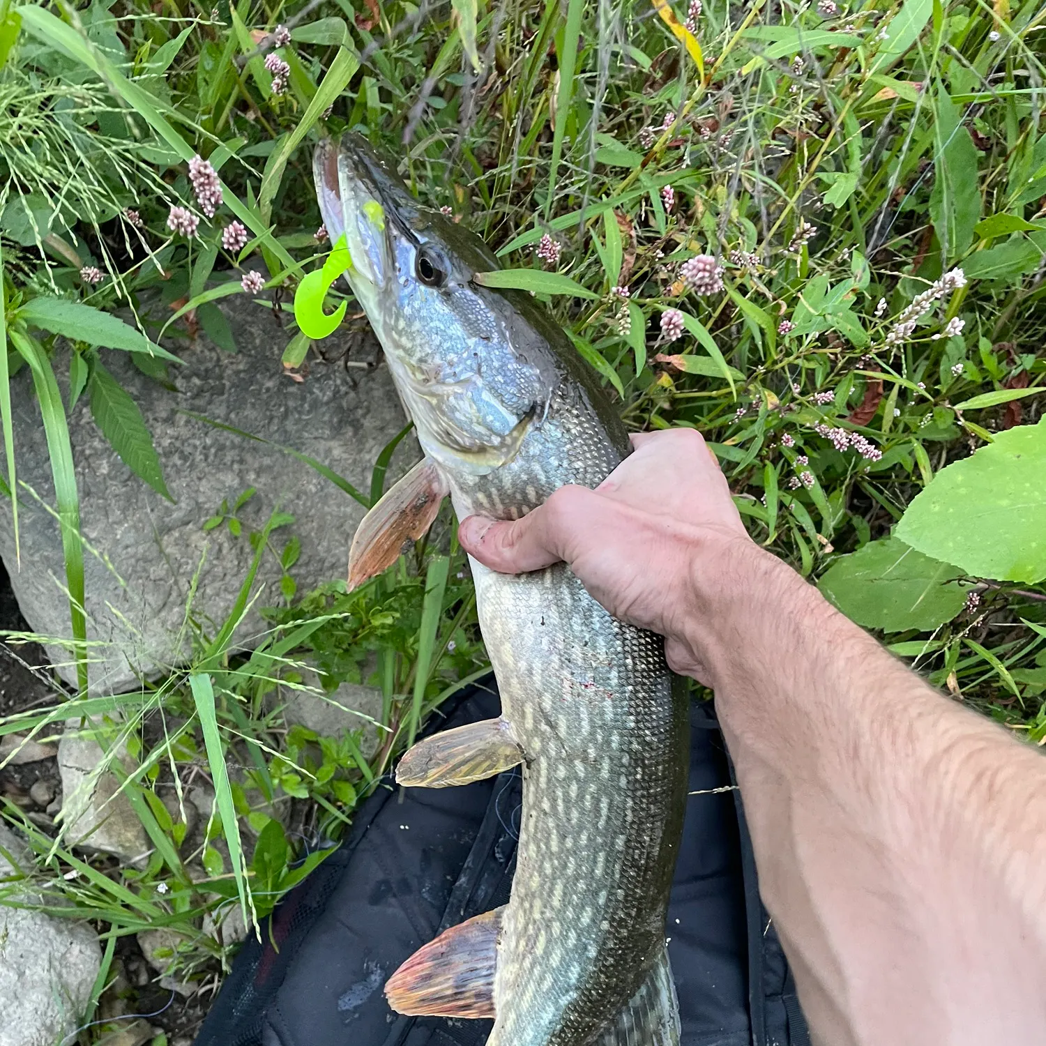 Northern pike caught on Fishbrain