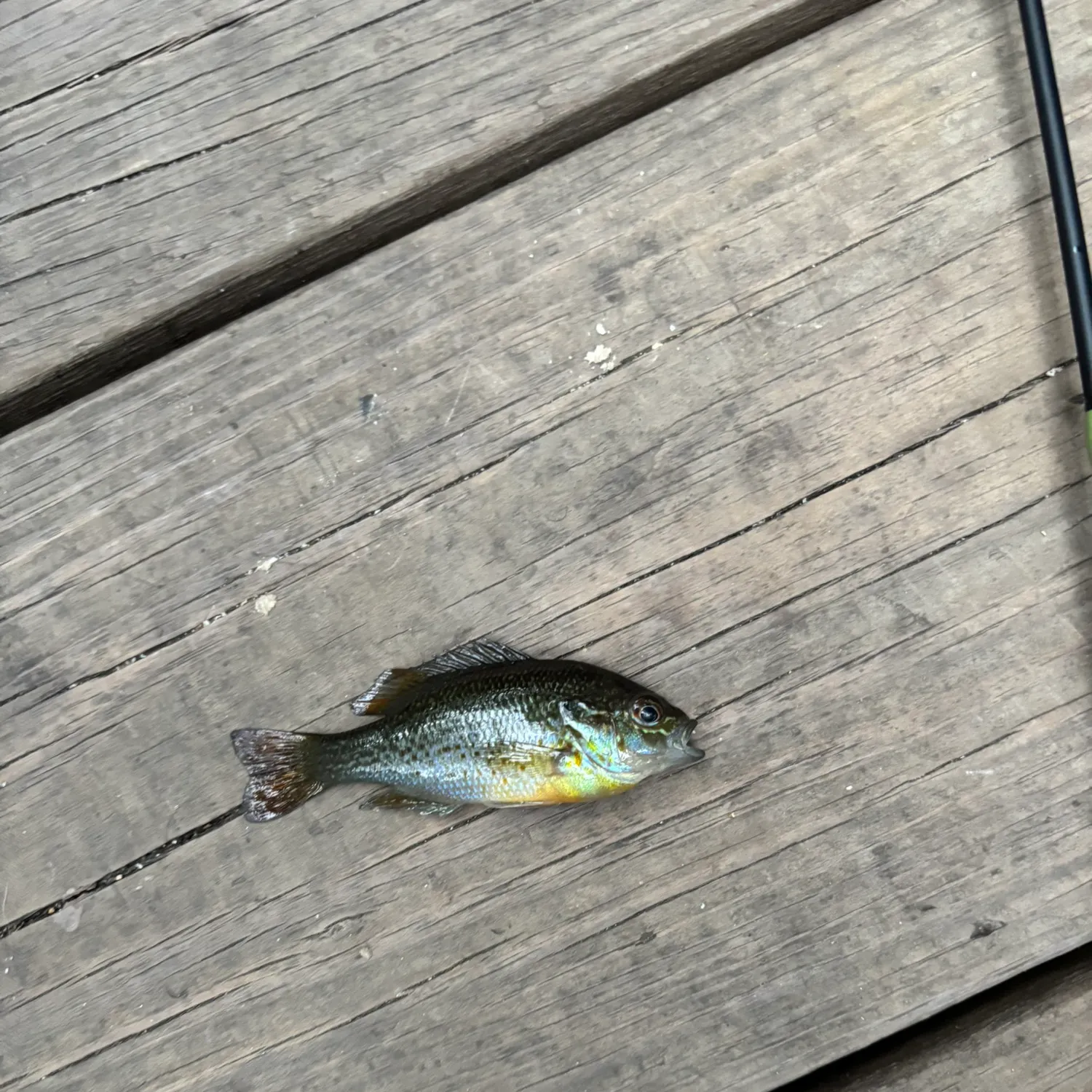 Redbreast sunfish caught on Fishbrain