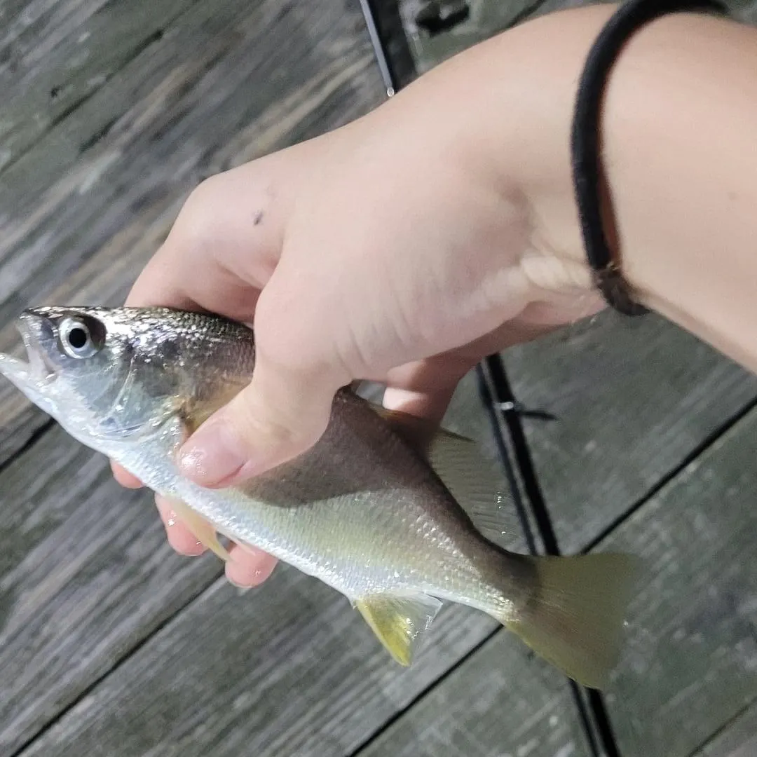 Silver perch caught on Fishbrain
