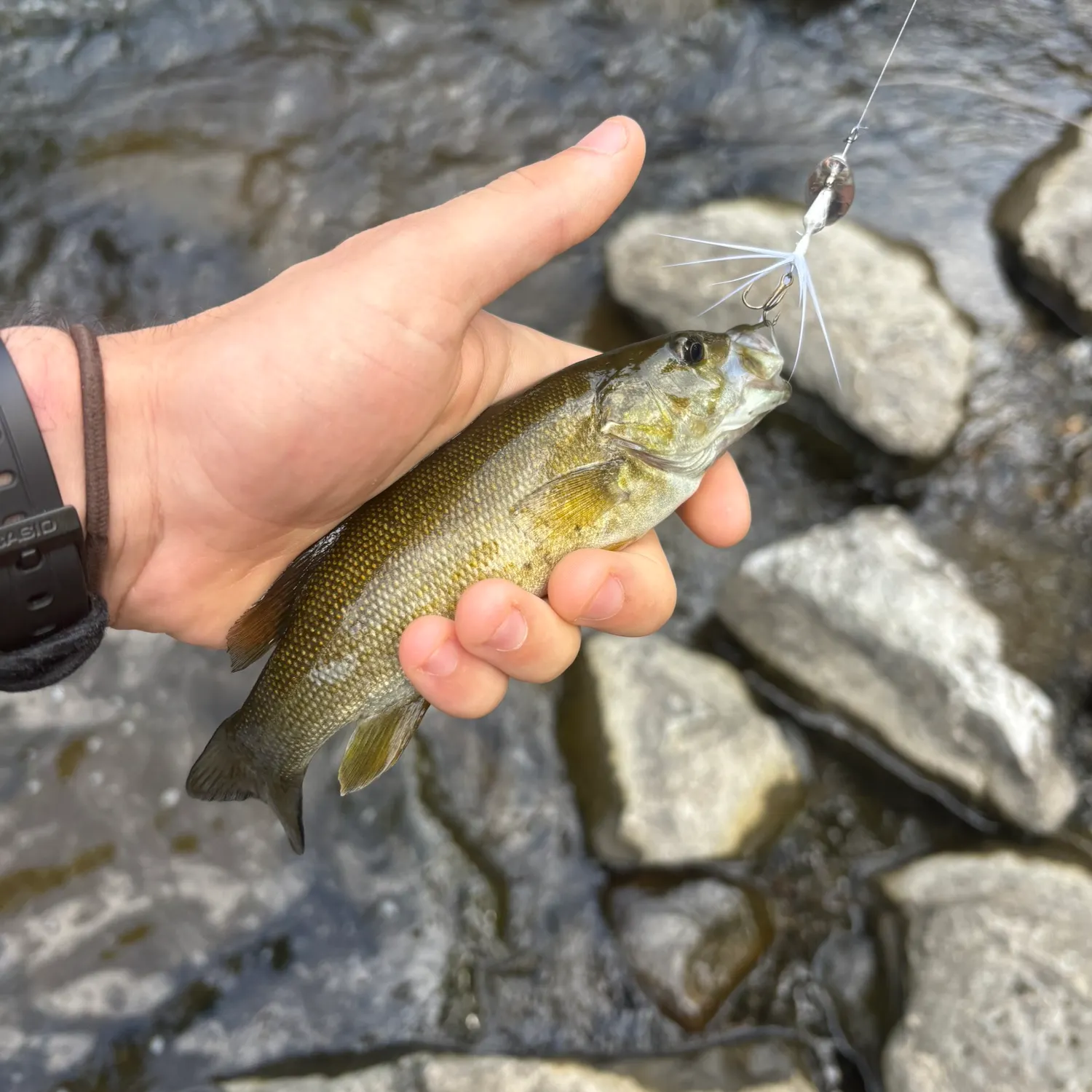 recently logged catches
