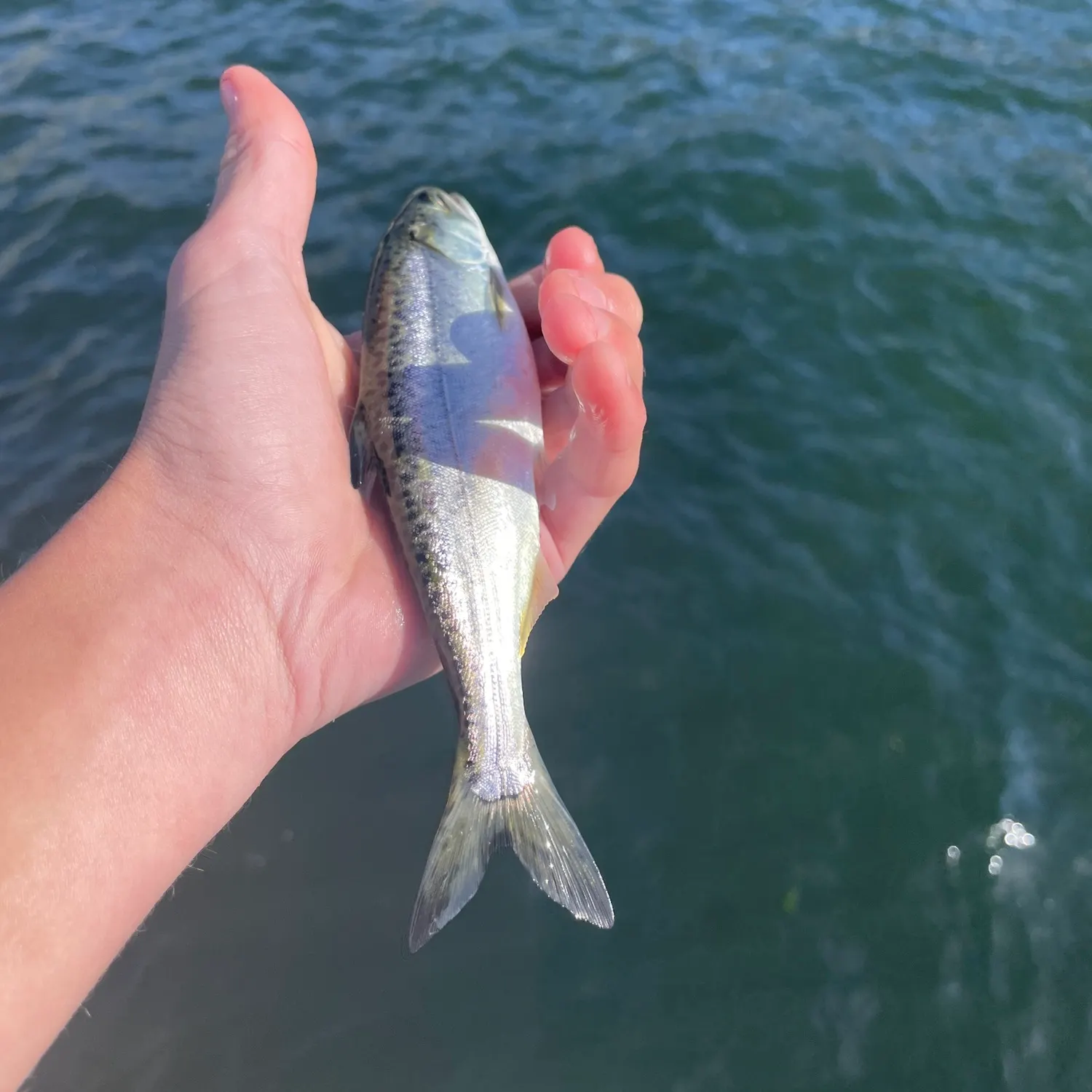 Coho salmon caught on Fishbrain