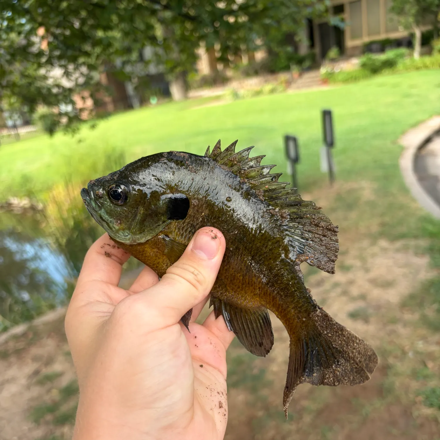 Bluegill caught on Fishbrain