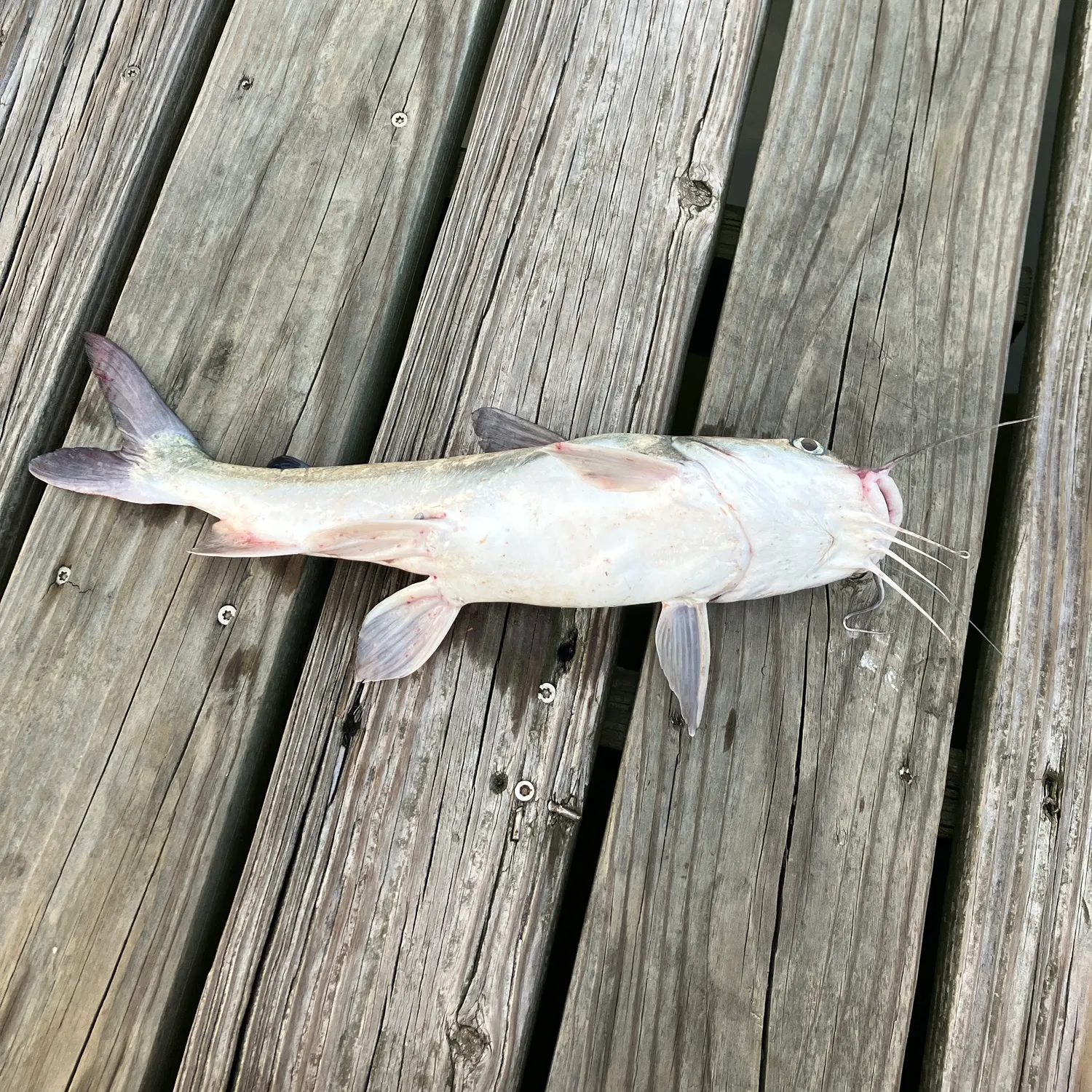 Hardhead sea catfish caught on Fishbrain