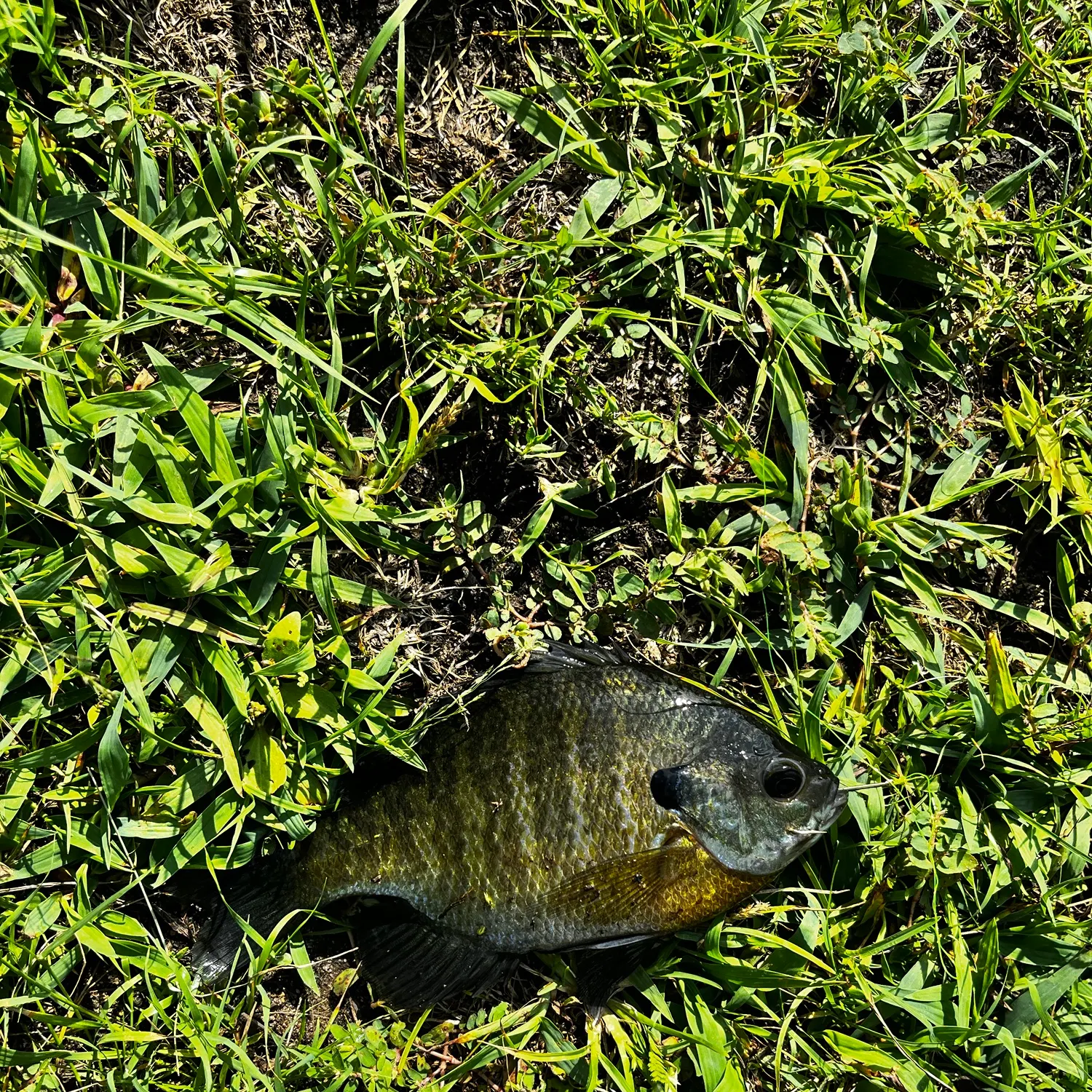 Bluegill caught on Fishbrain